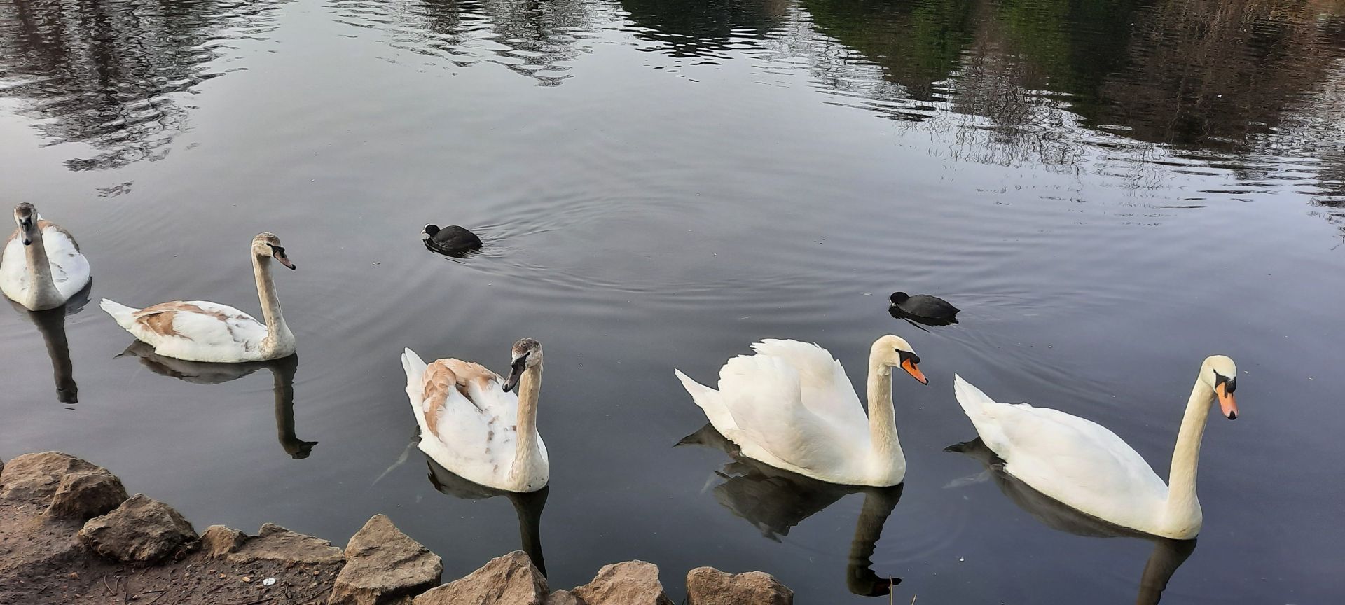 Swans in Victoria Park