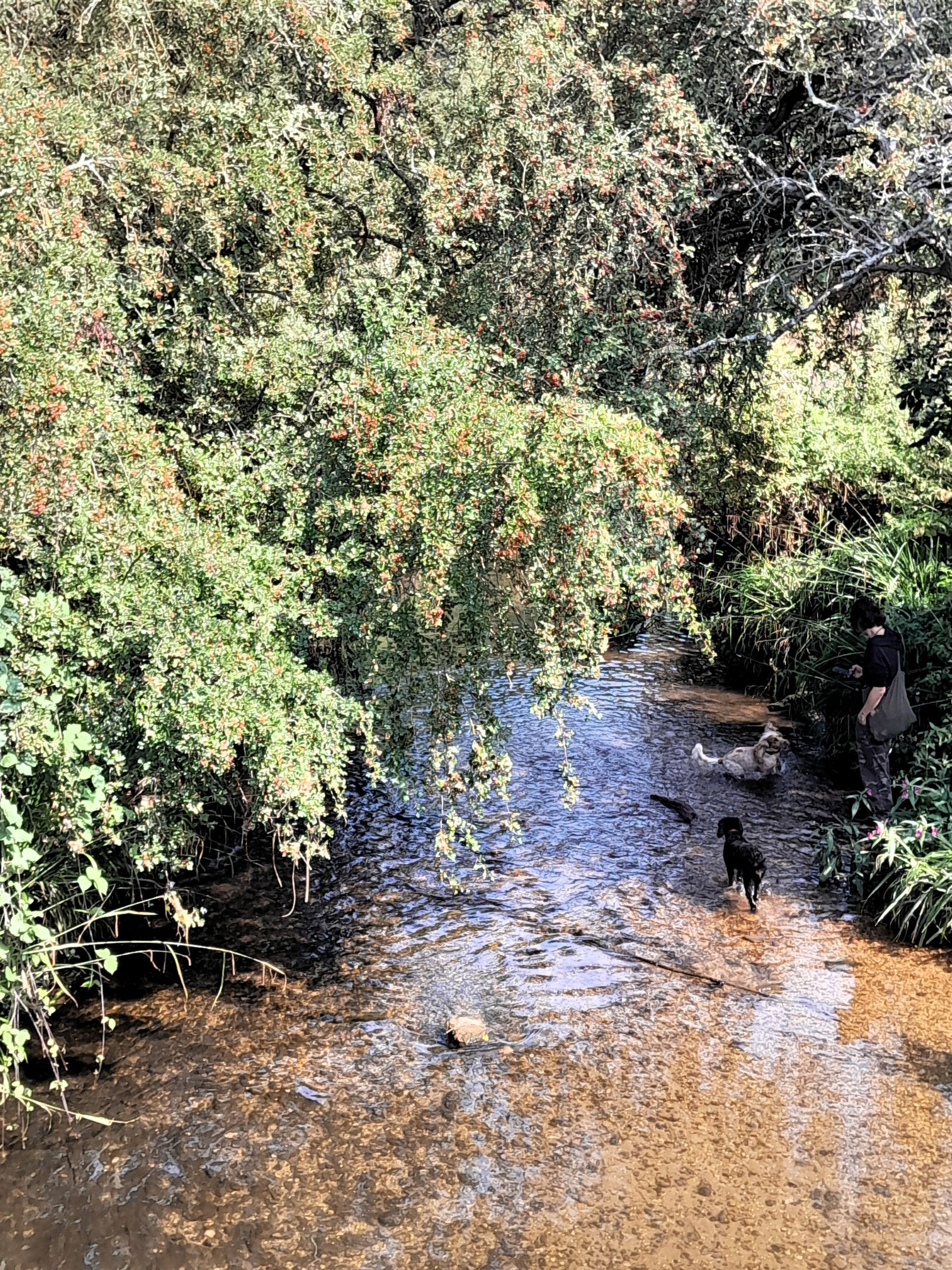 2 dogs in brook