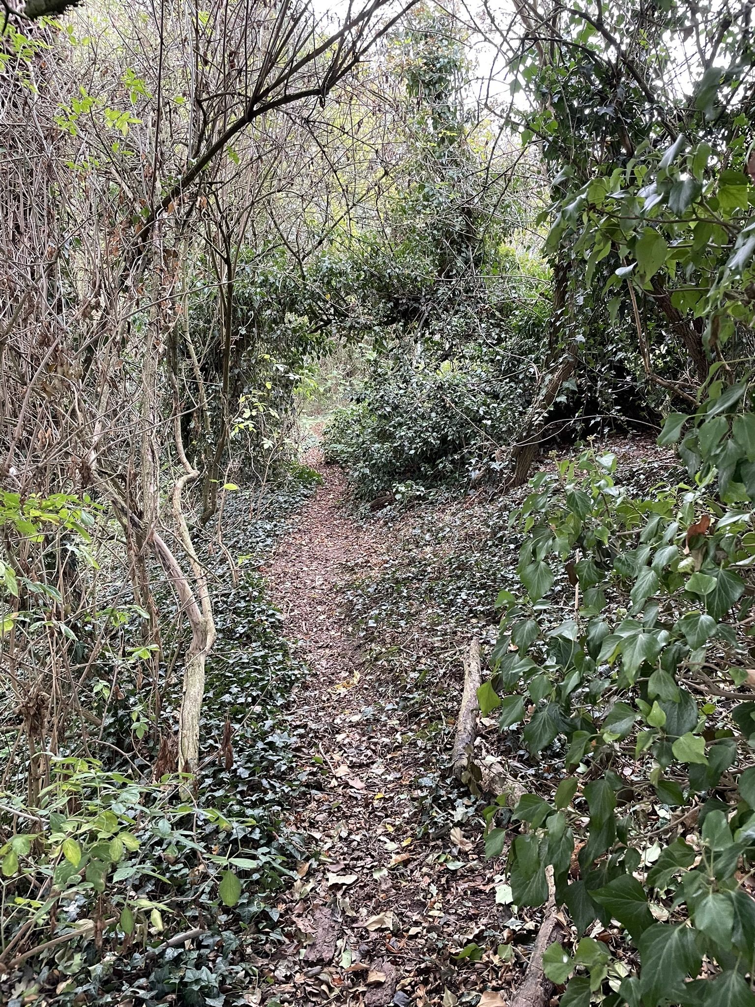 Old Railway Line