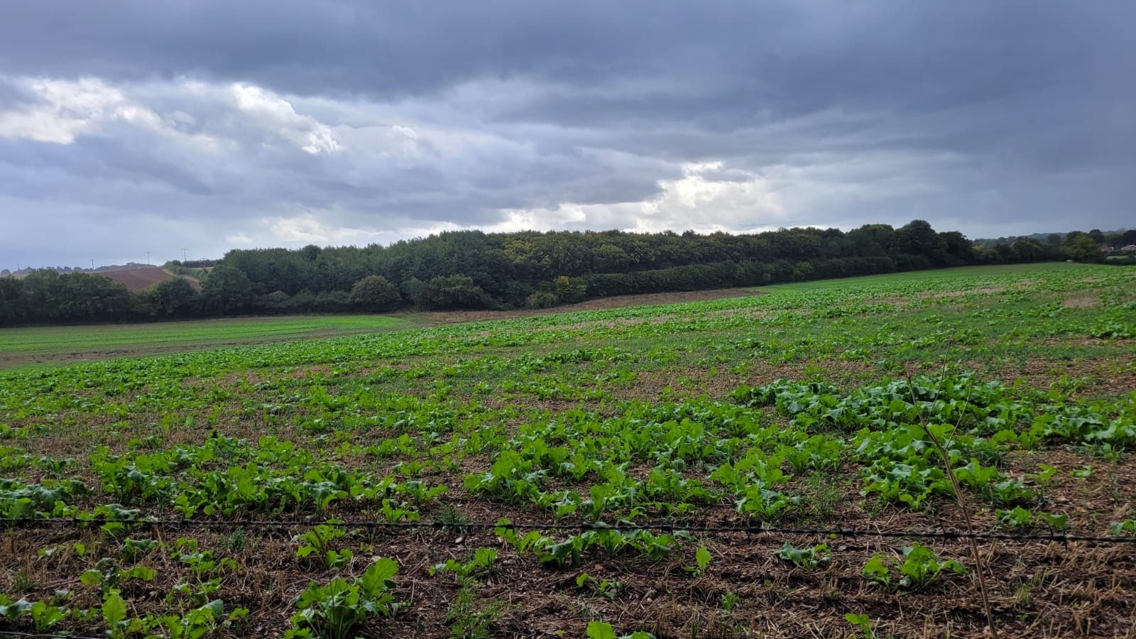 A view over a field towards a wood