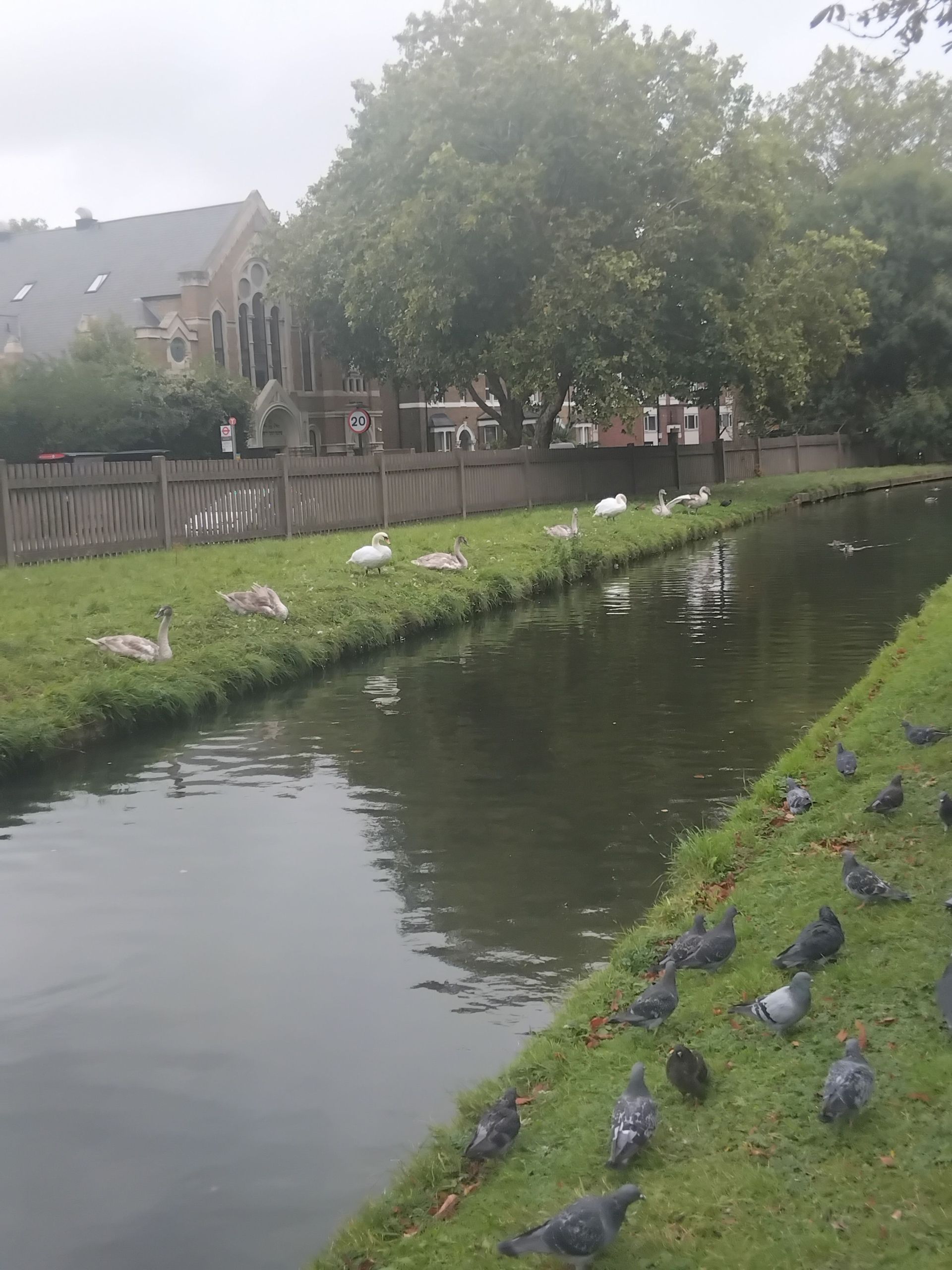 Basking swans on the Newcastle River
