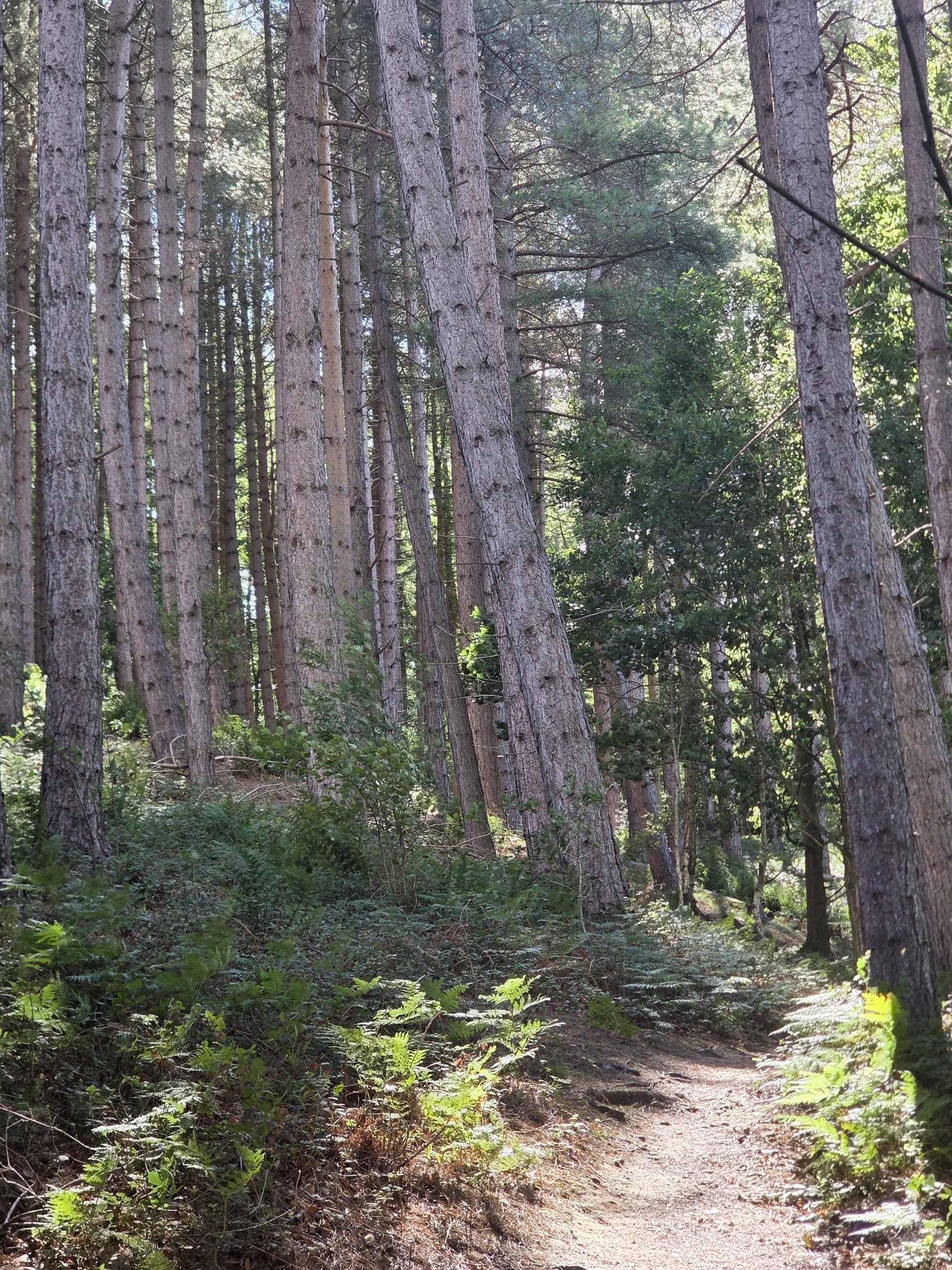 Woods