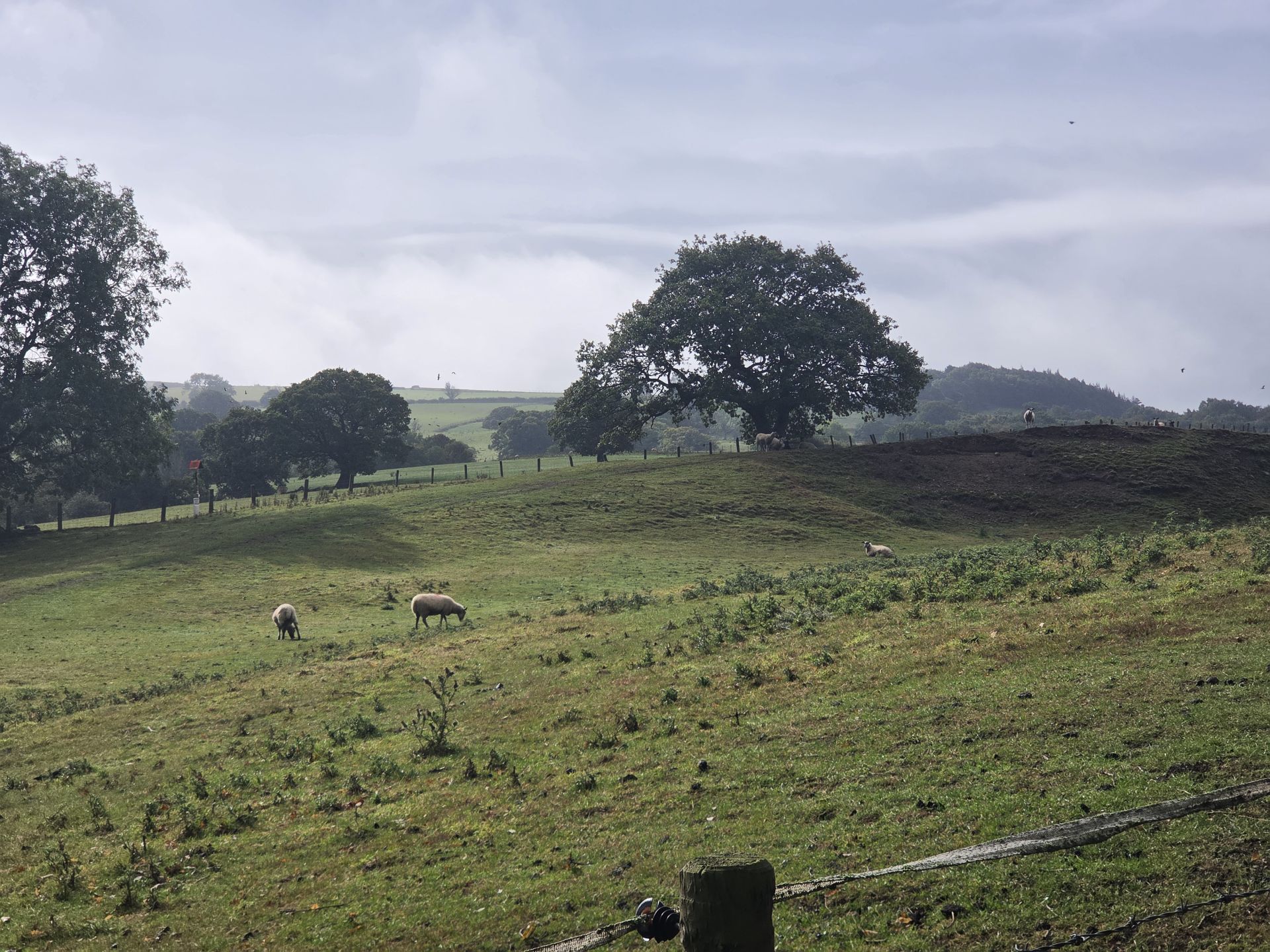 Field