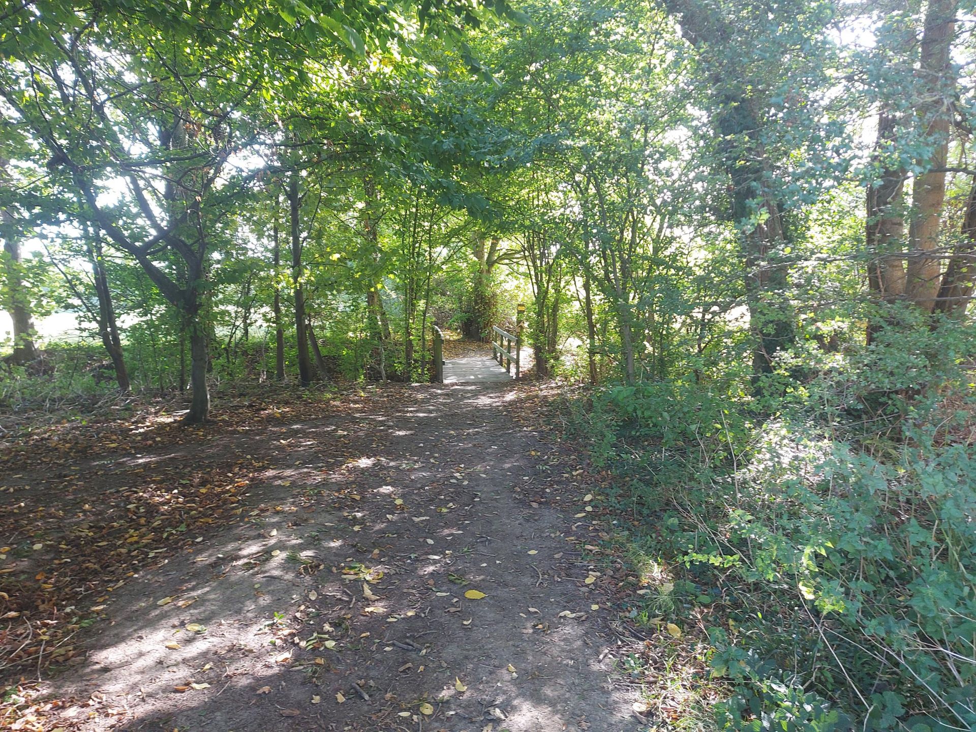 Footpath and bridge through woods