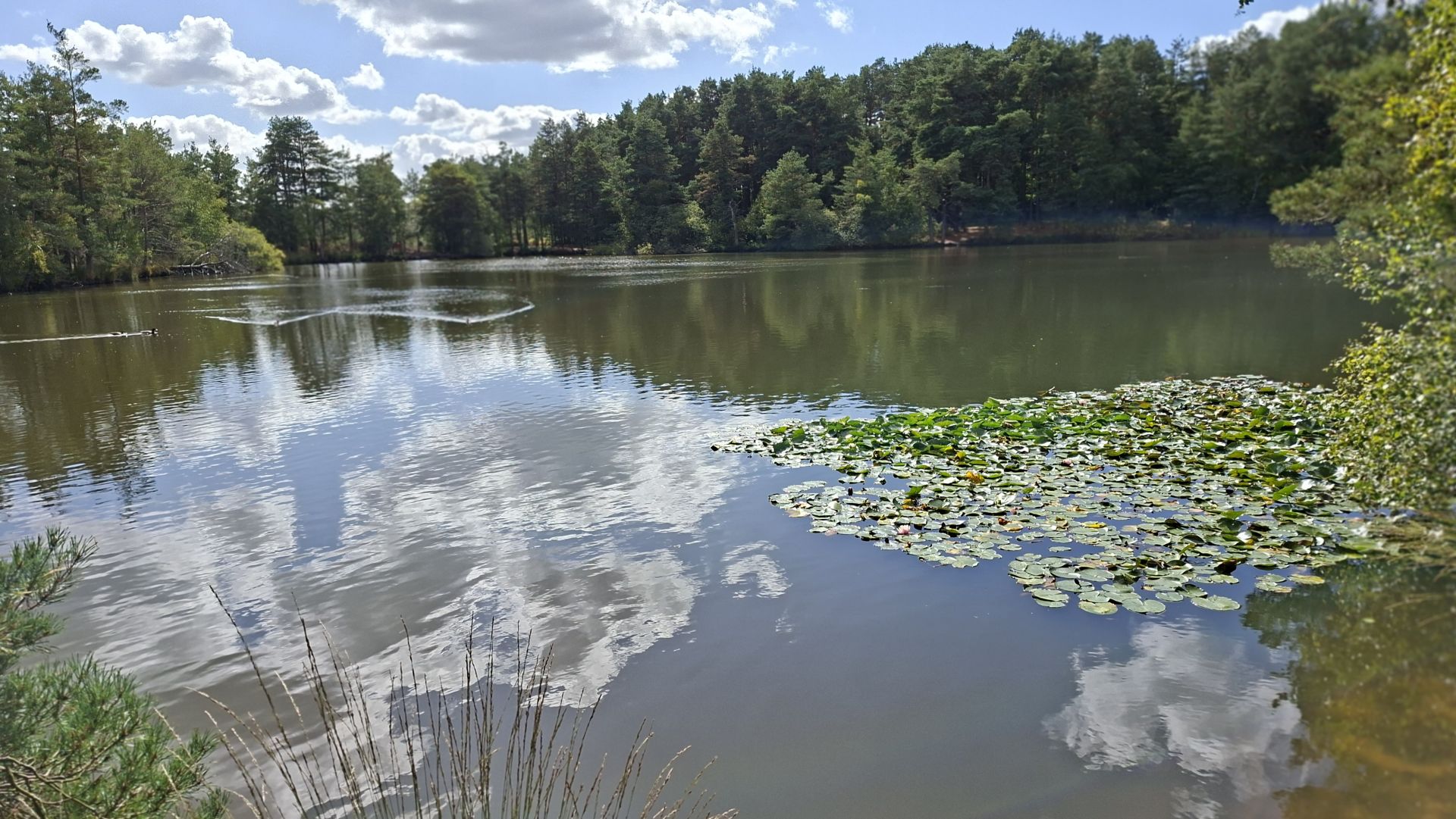 The Moat Pond