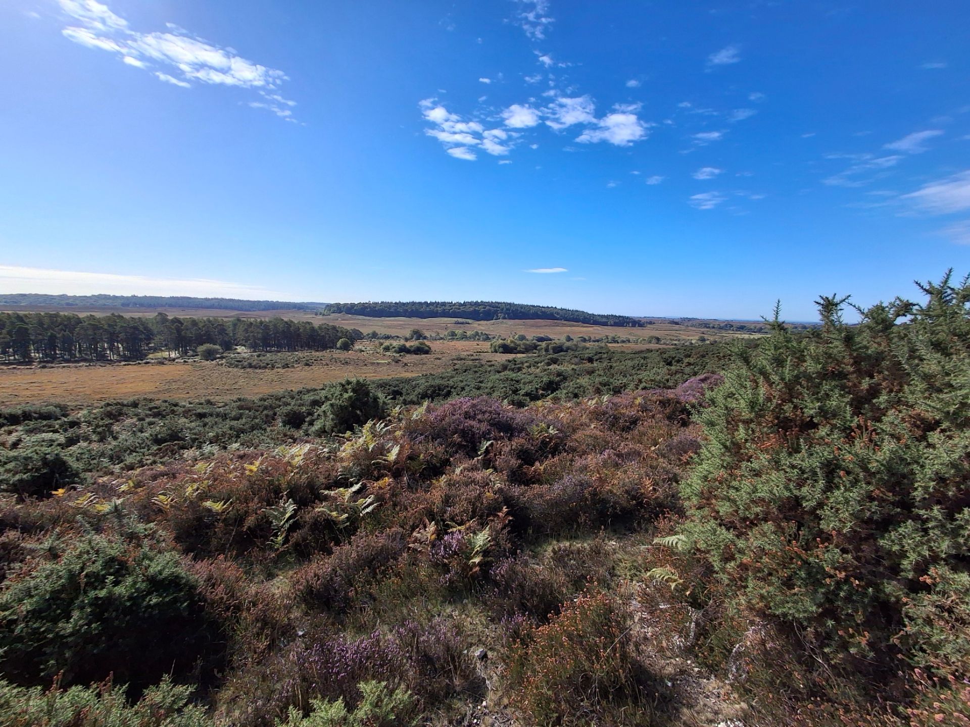 The view from Pitchers Knowle towards Latchmore Bottom.