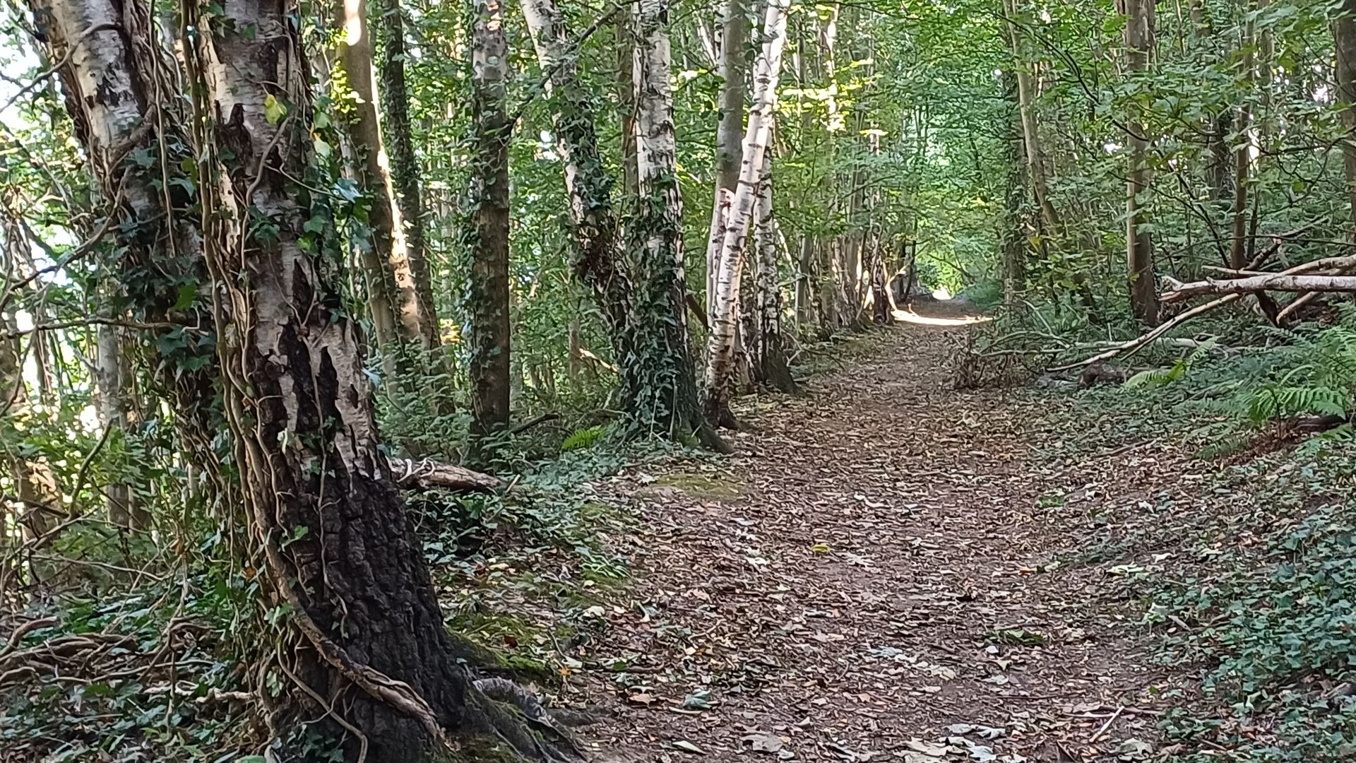 woodland walk