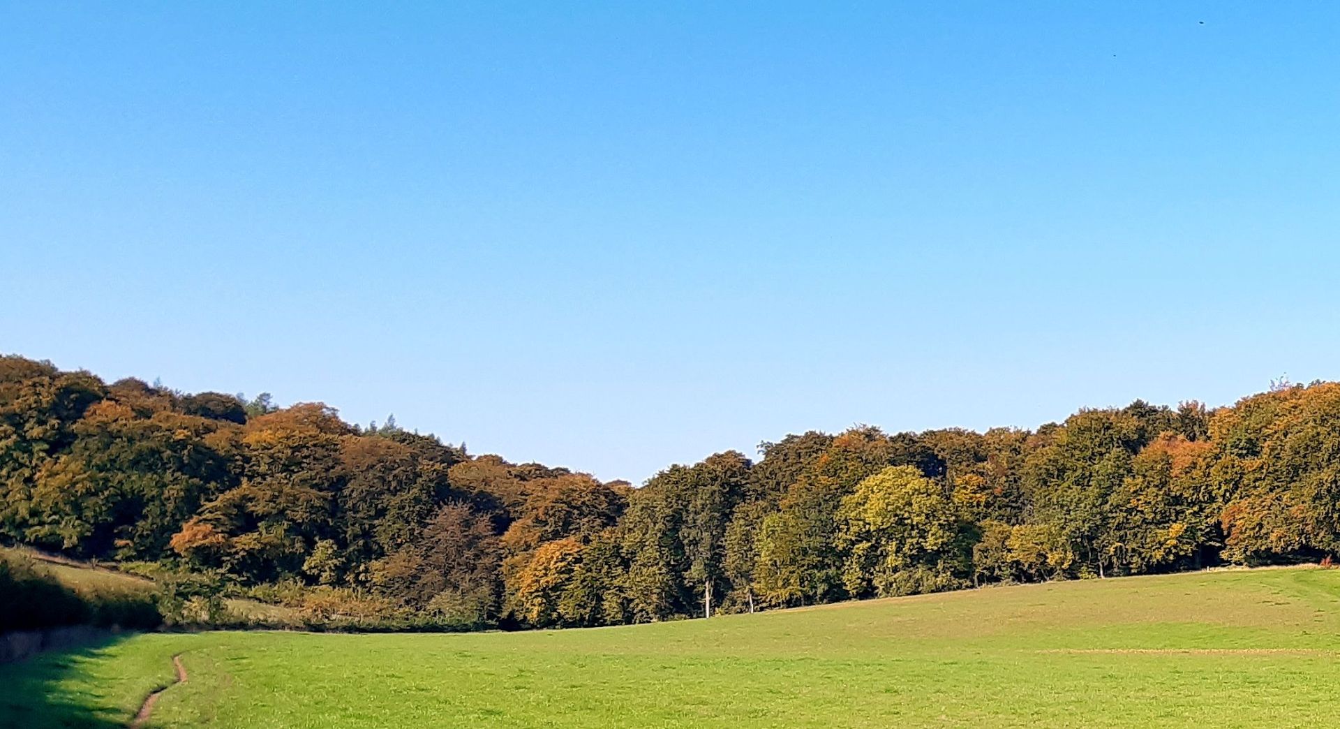 Autumn colours at Angling Spring Wood