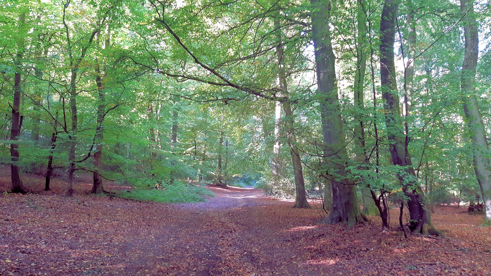 Angling Spring Wood