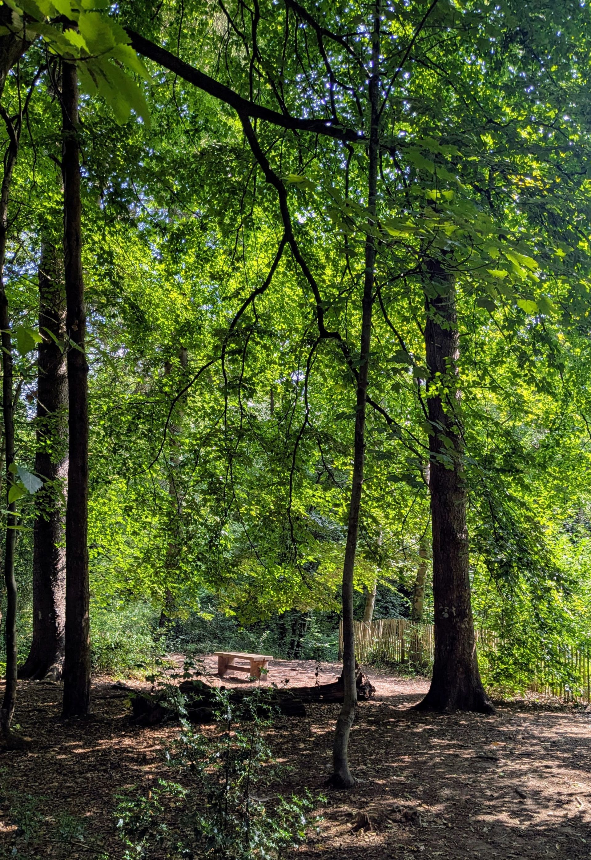Path in the woods