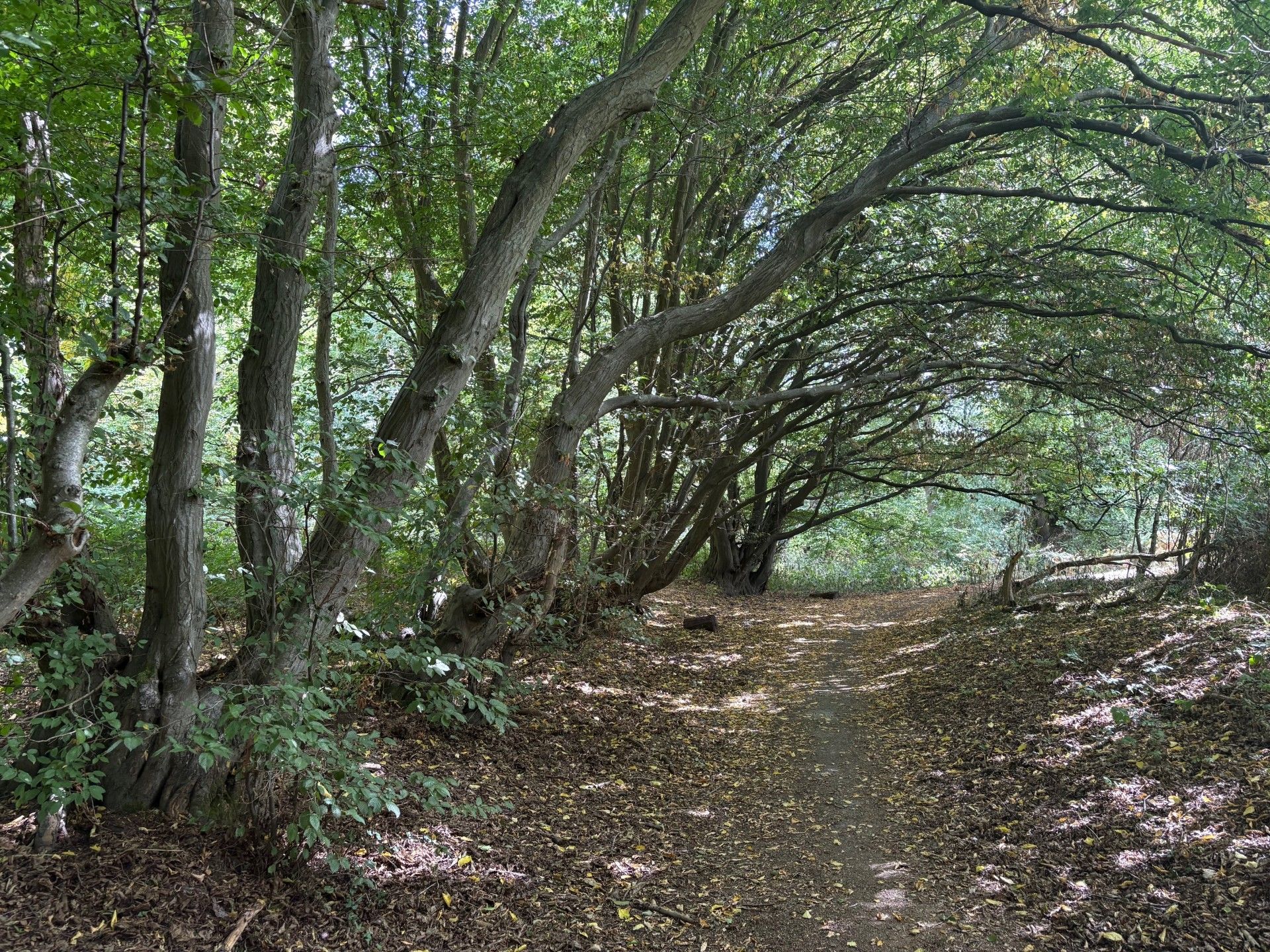 Saul's Wood