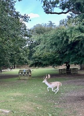 Bradgate2