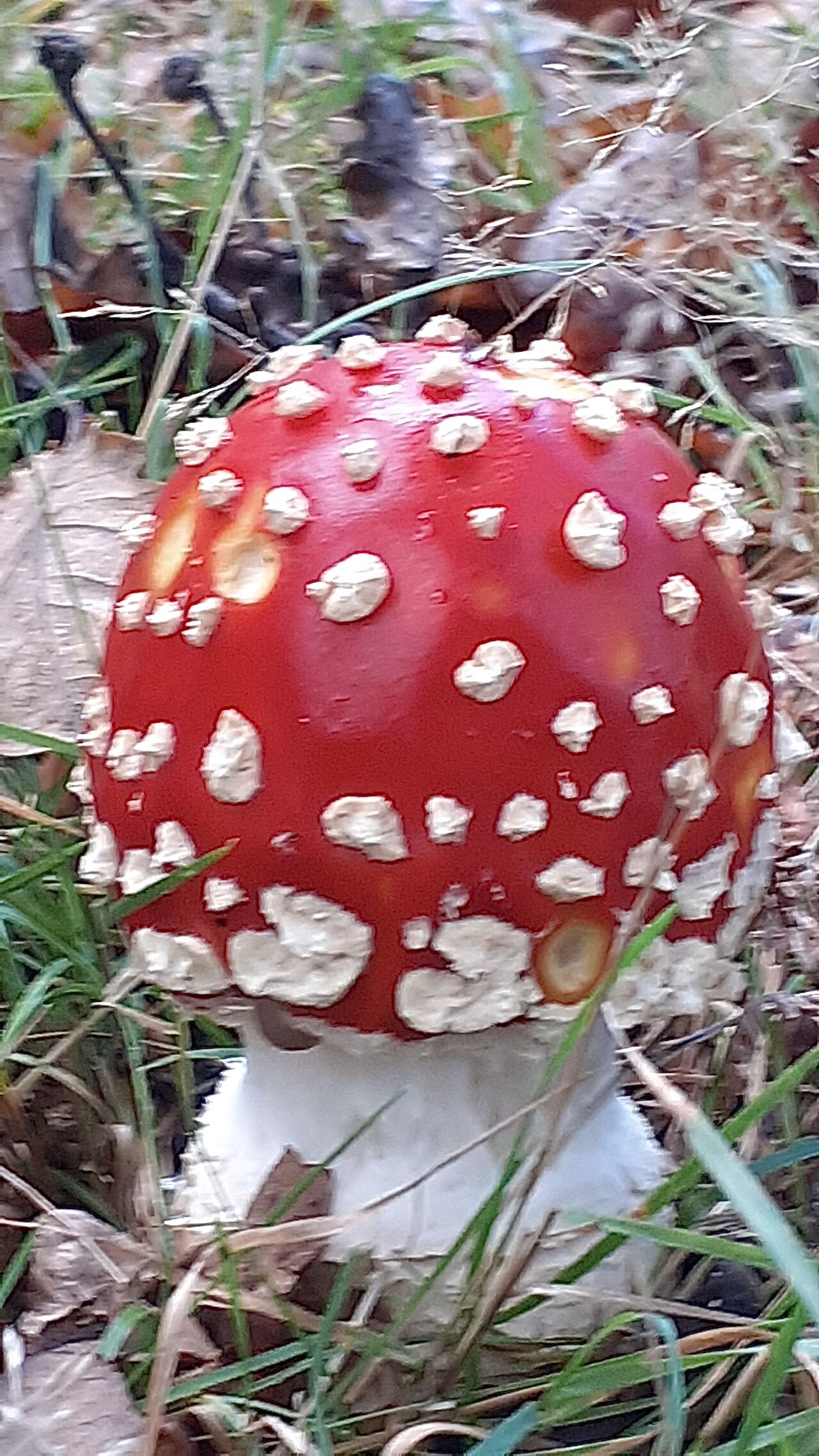 Toadstool