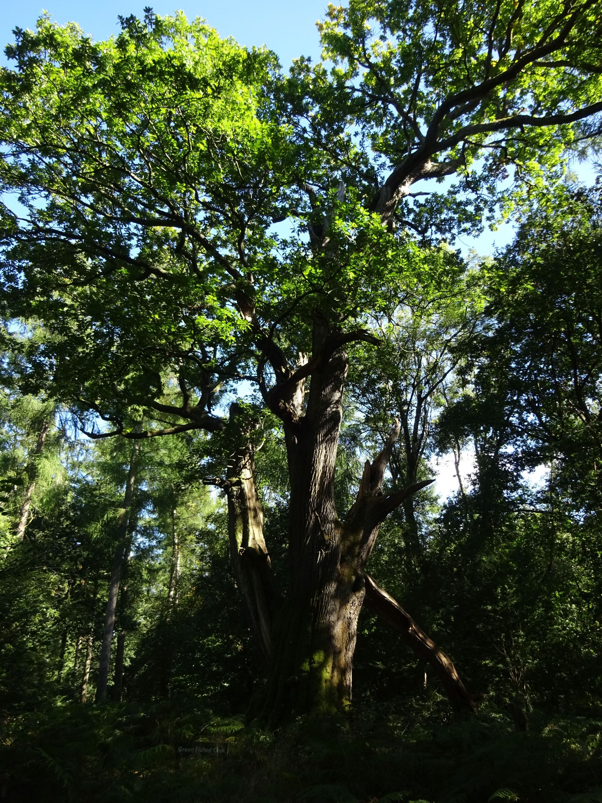 Green Fluted Oak