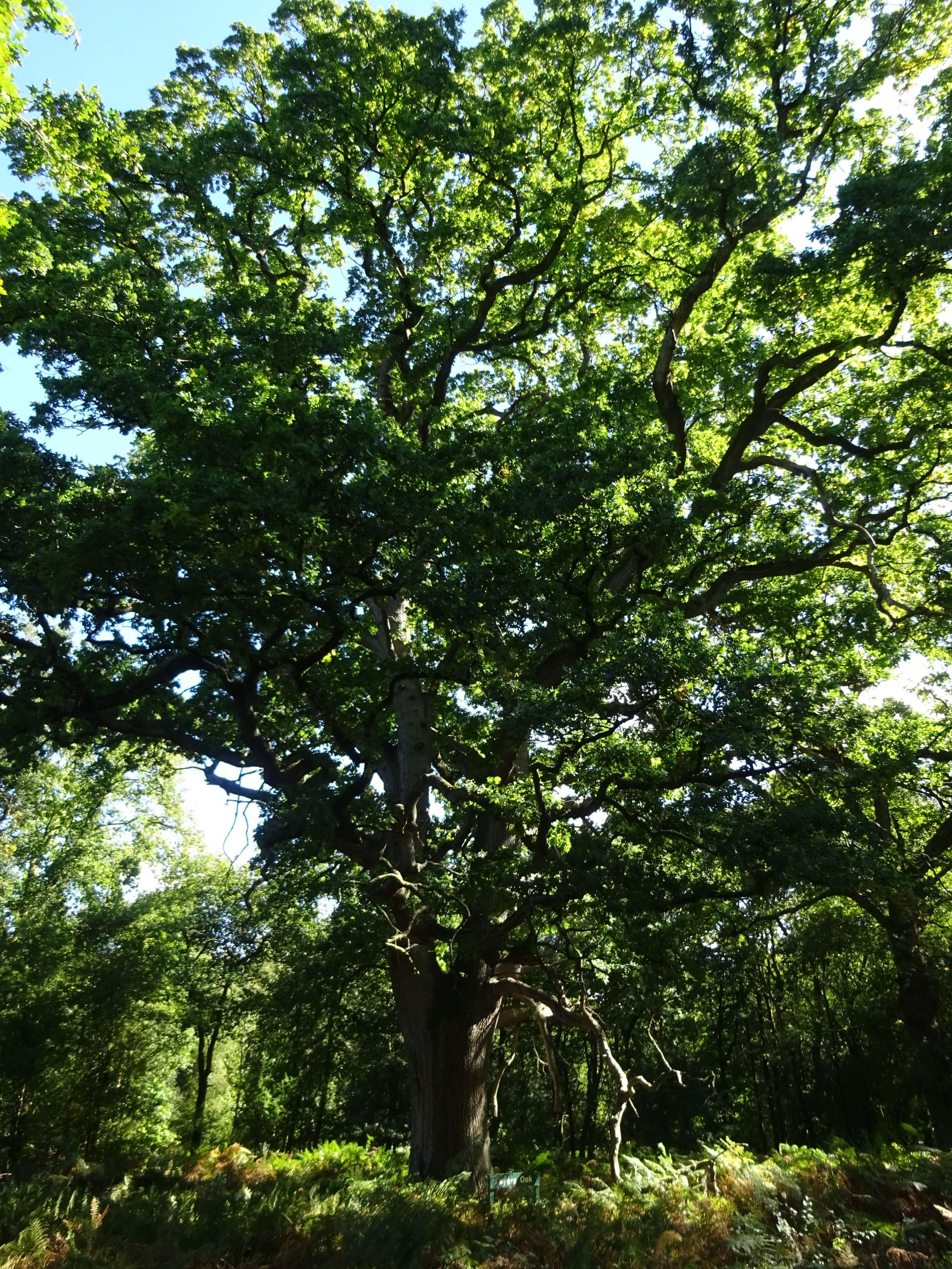Ayers Oak