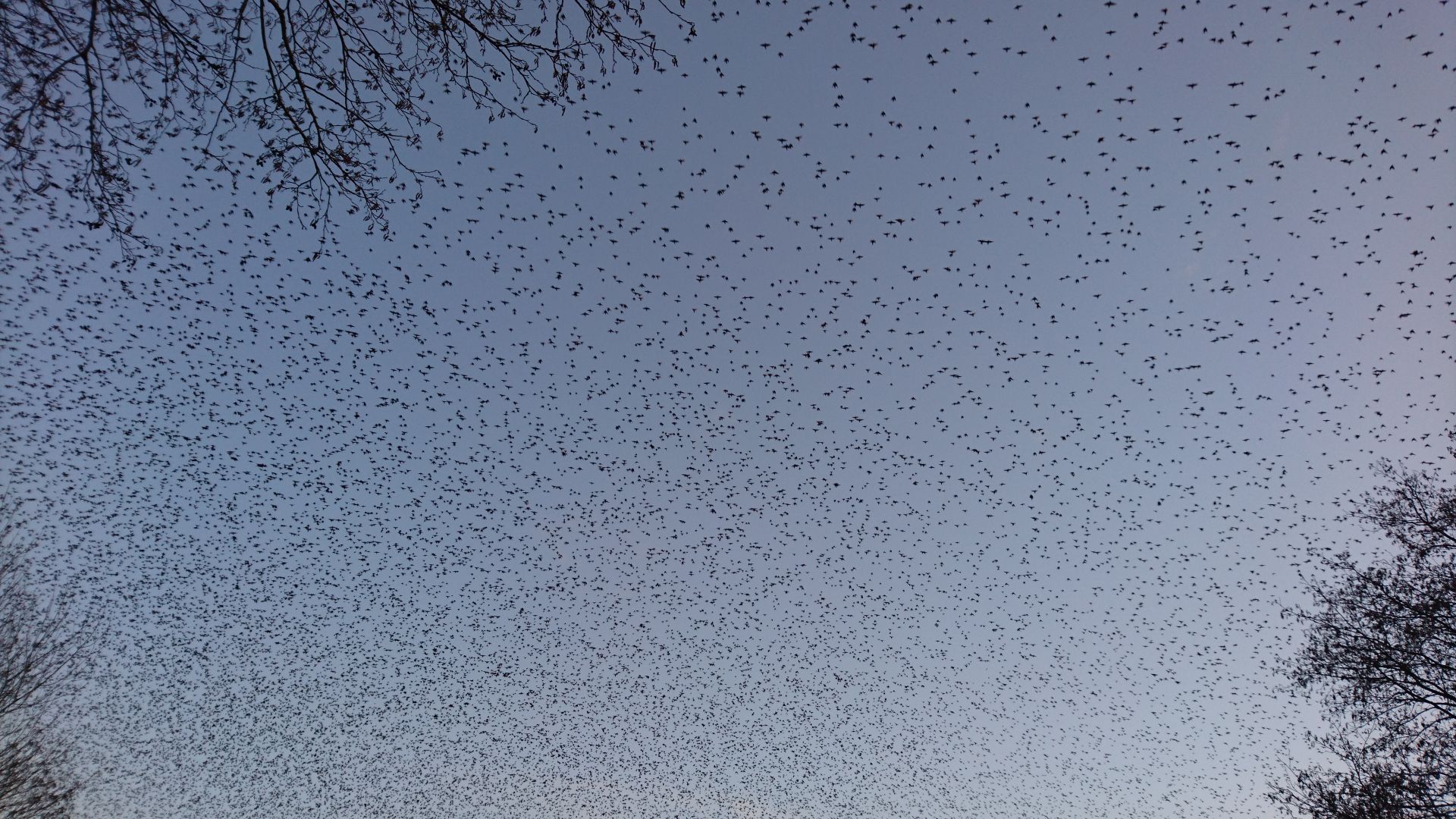 Starlings