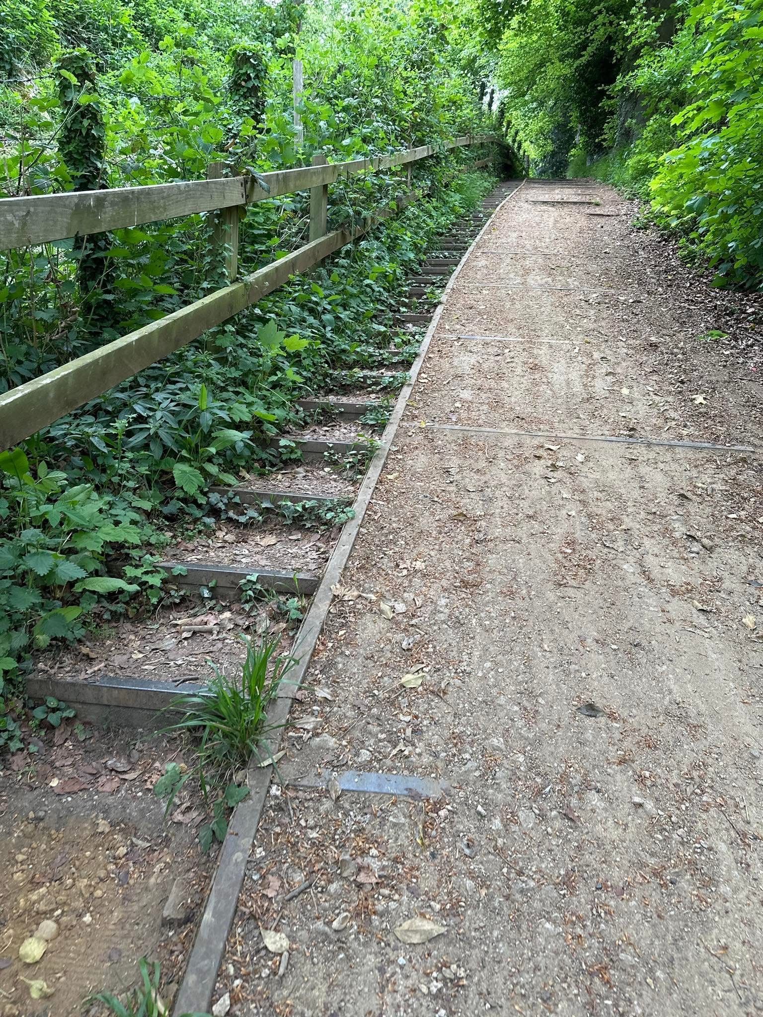 Steps up to woodland