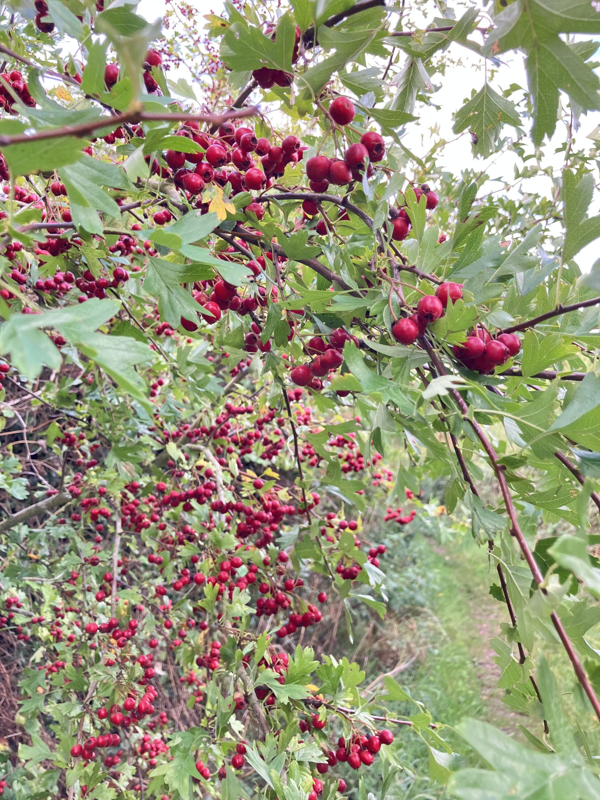 Hawthorn 
