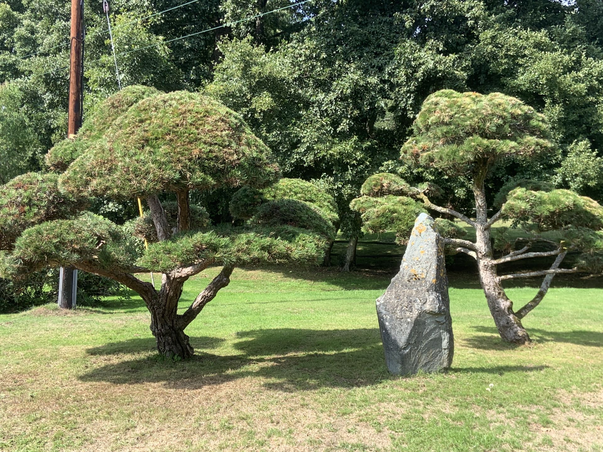 Mini trees and a rock