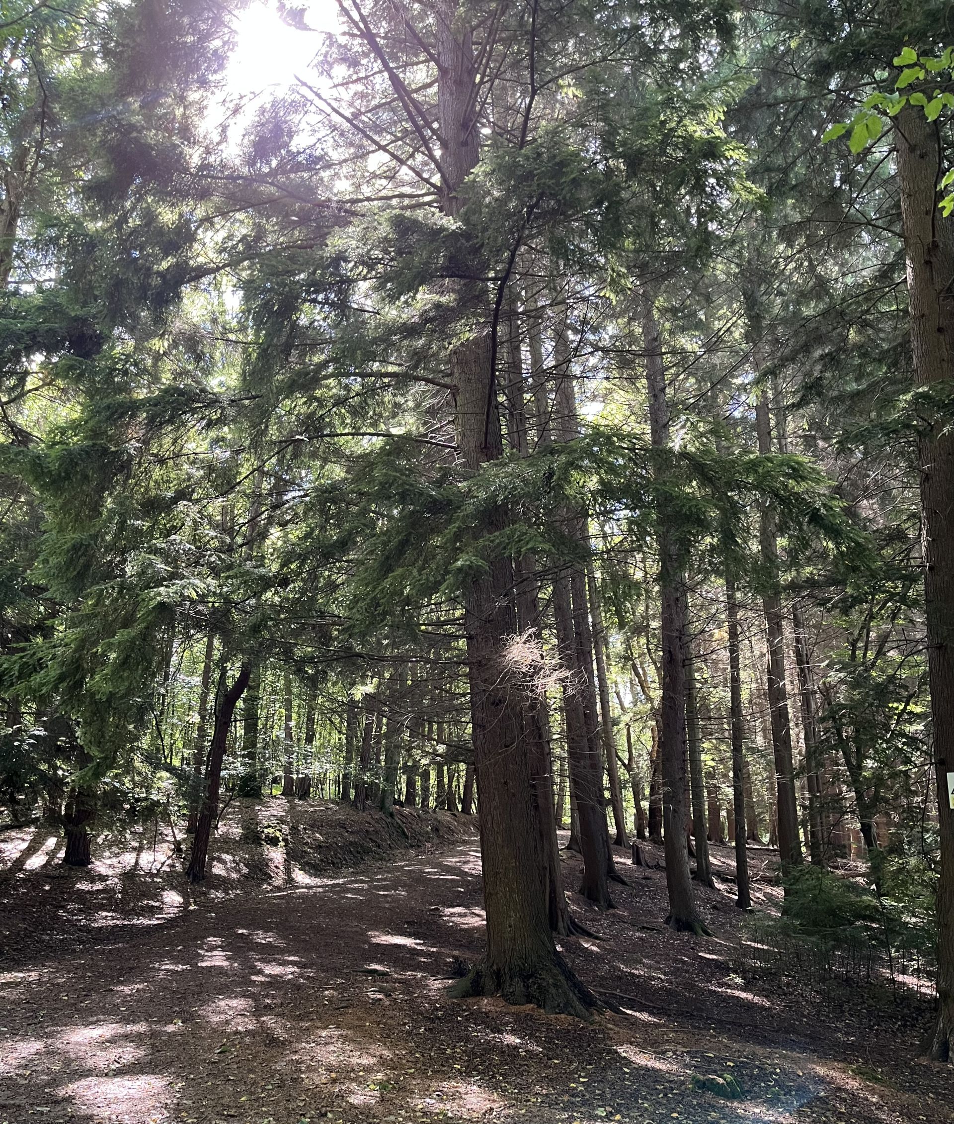 Furnace wood