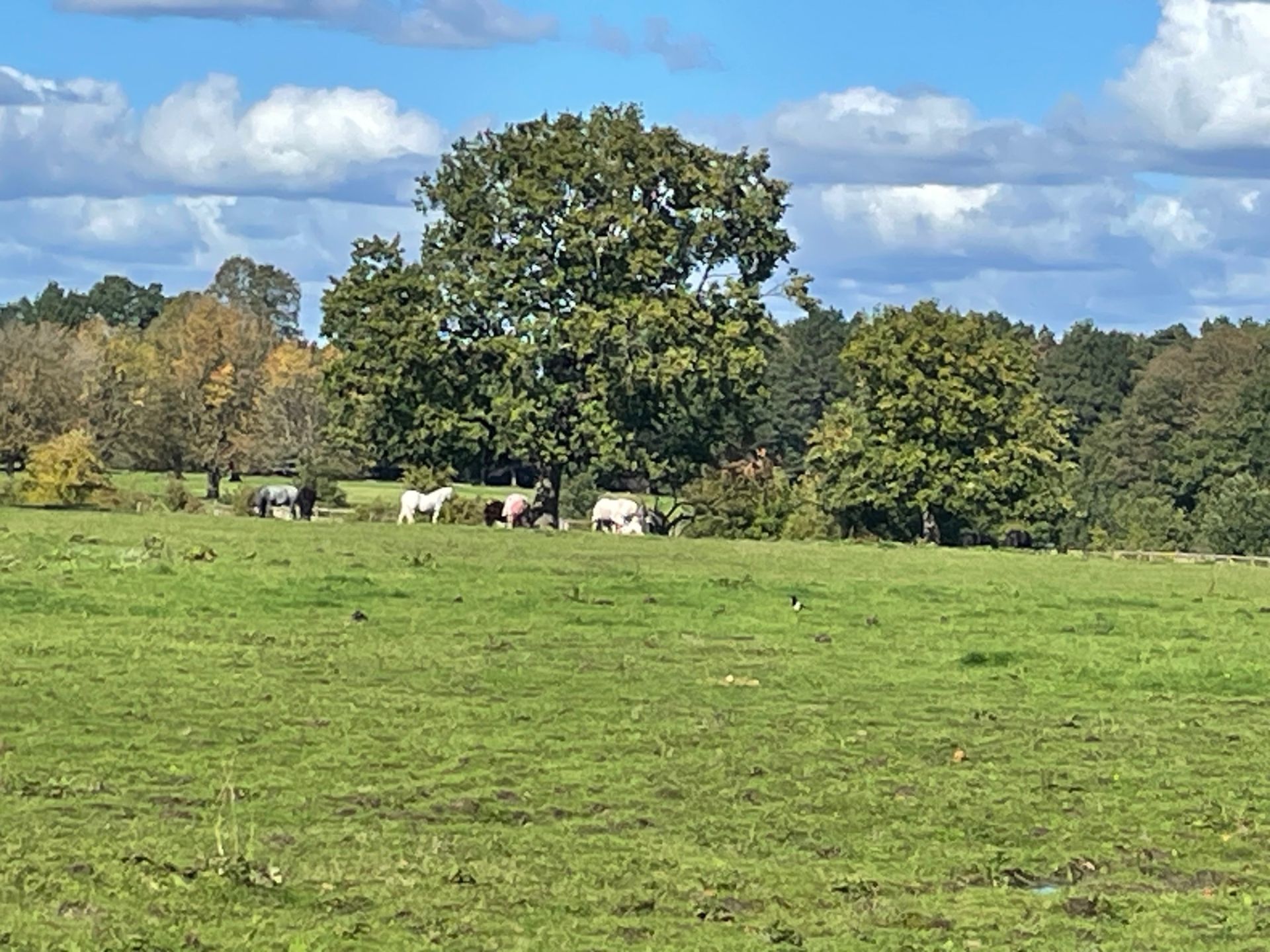 Horses in a field, Wythenshawe Park