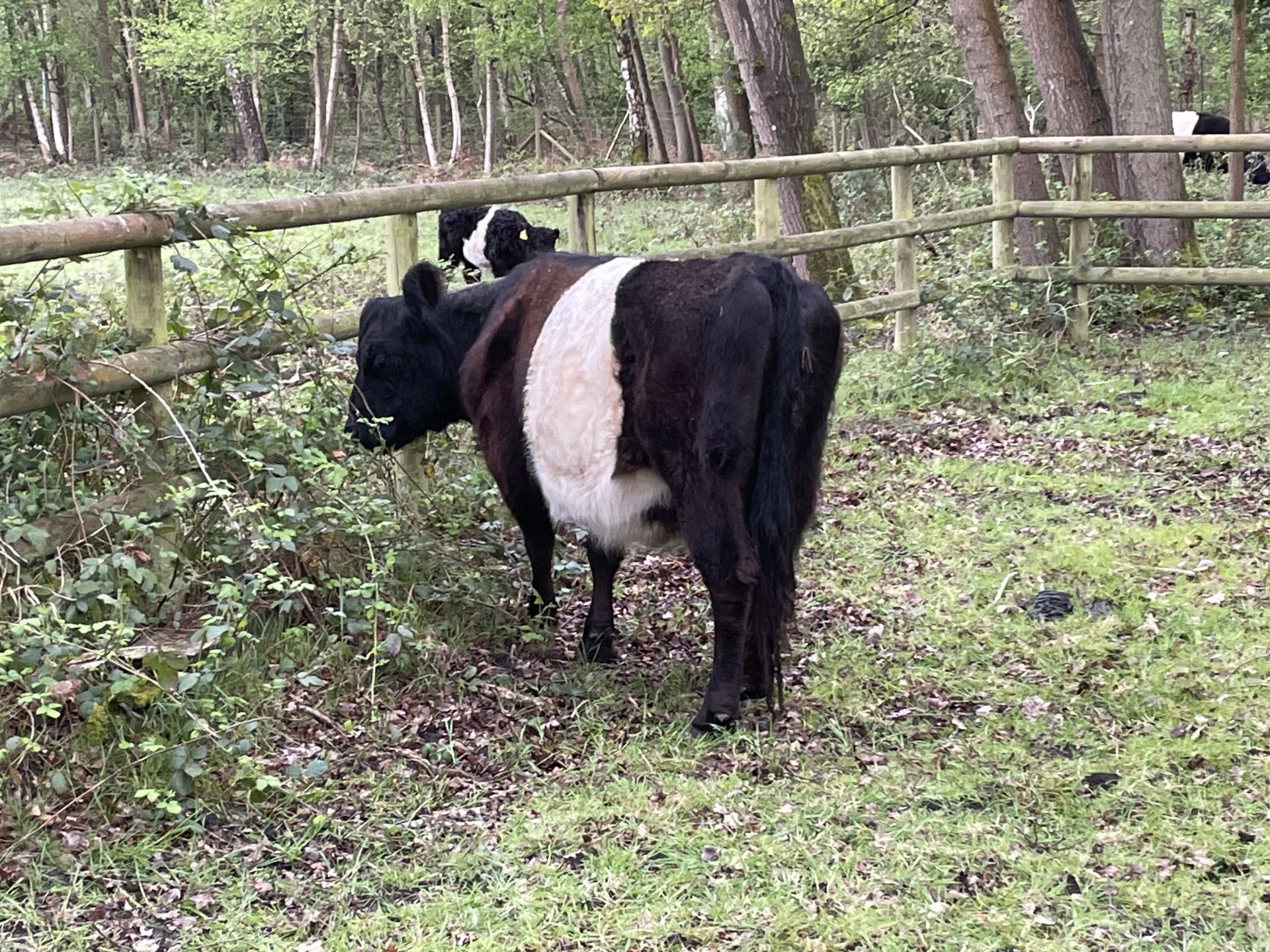 Belted Galloway