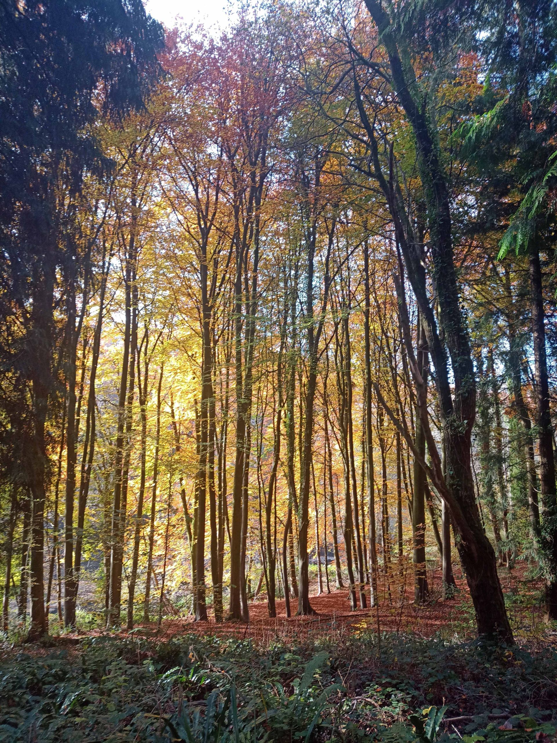Autumn Colours