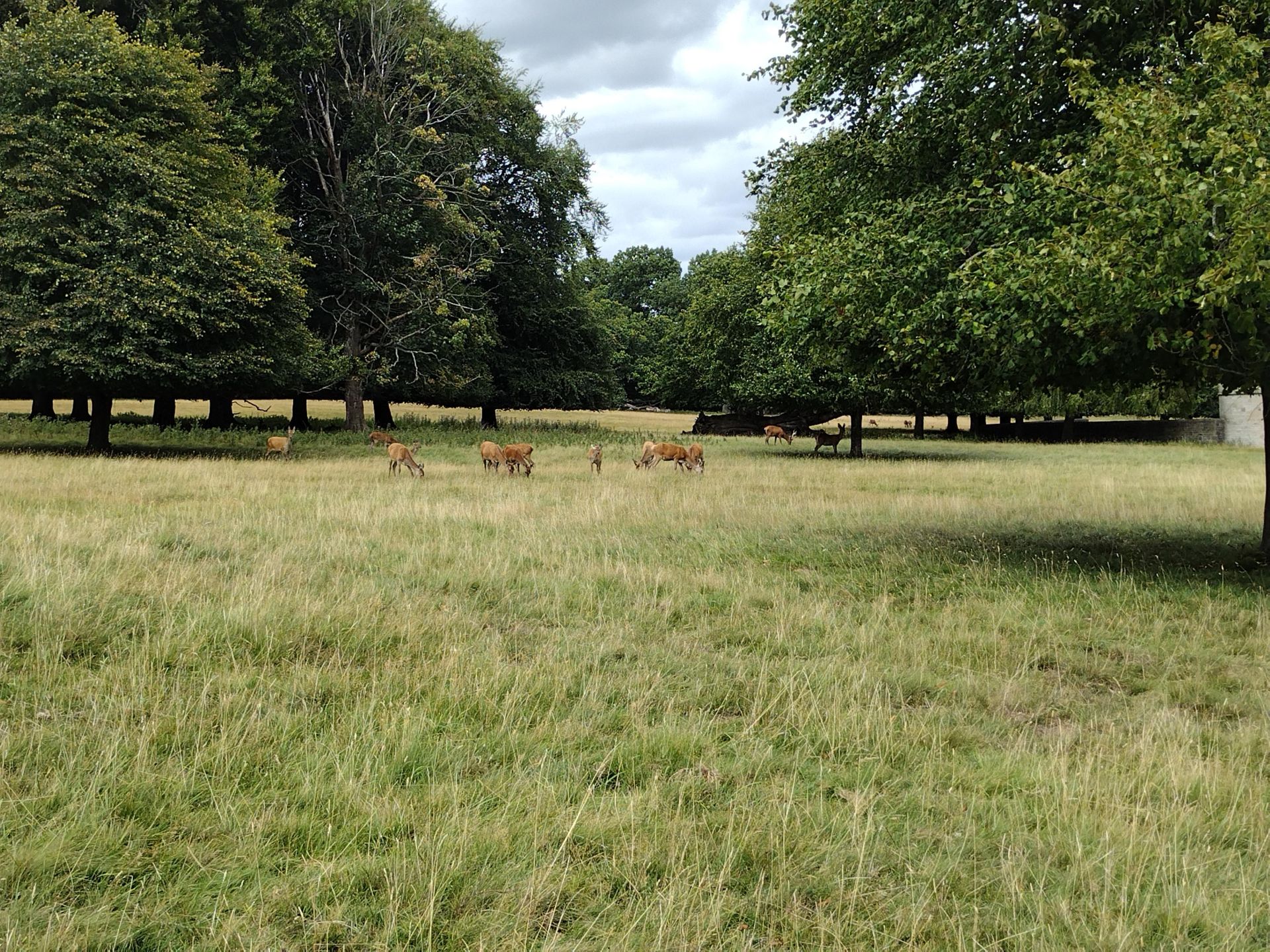 A herd of deer in Studley deer park