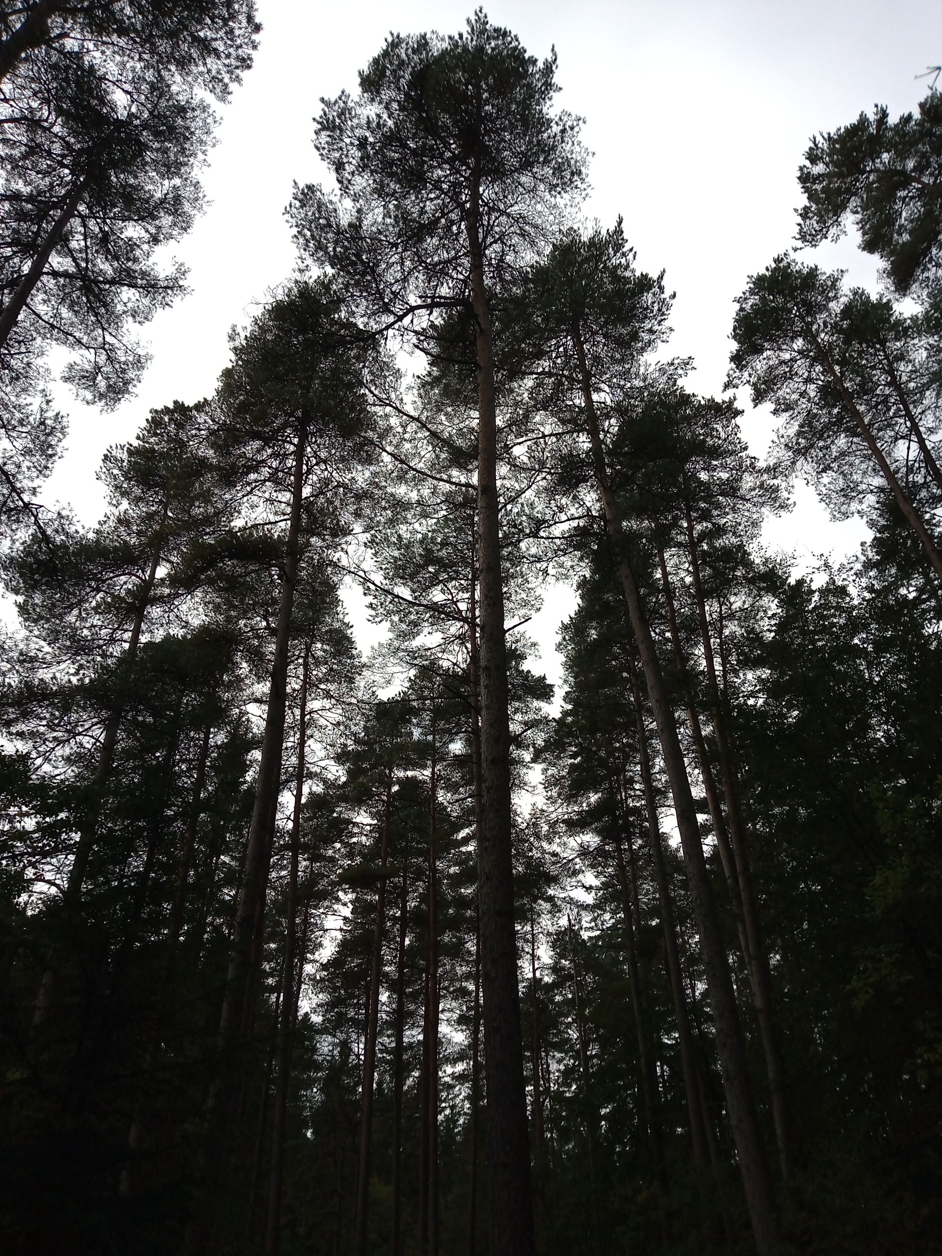 Towering Trees
