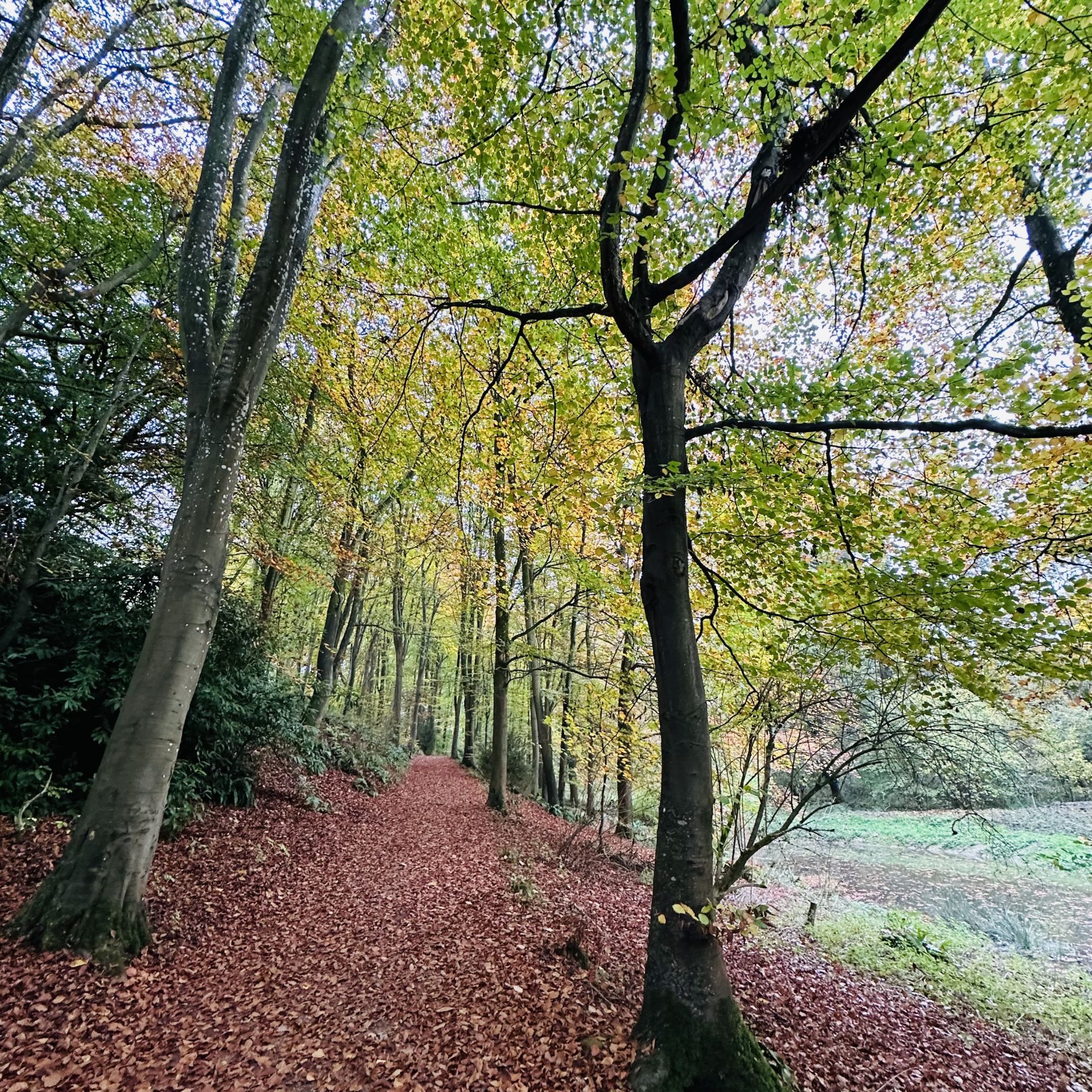 Autumn trees
