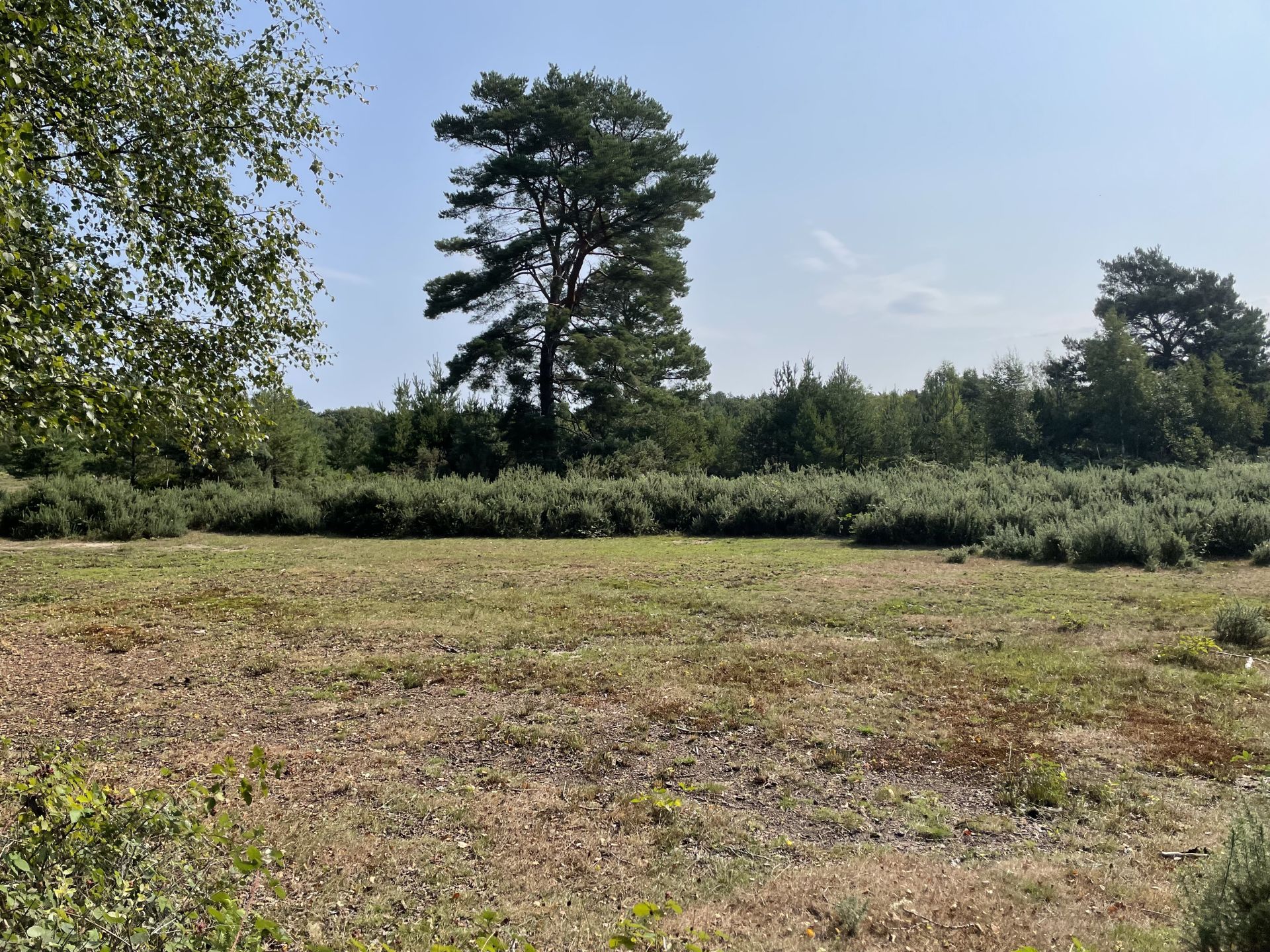 Horsell Common