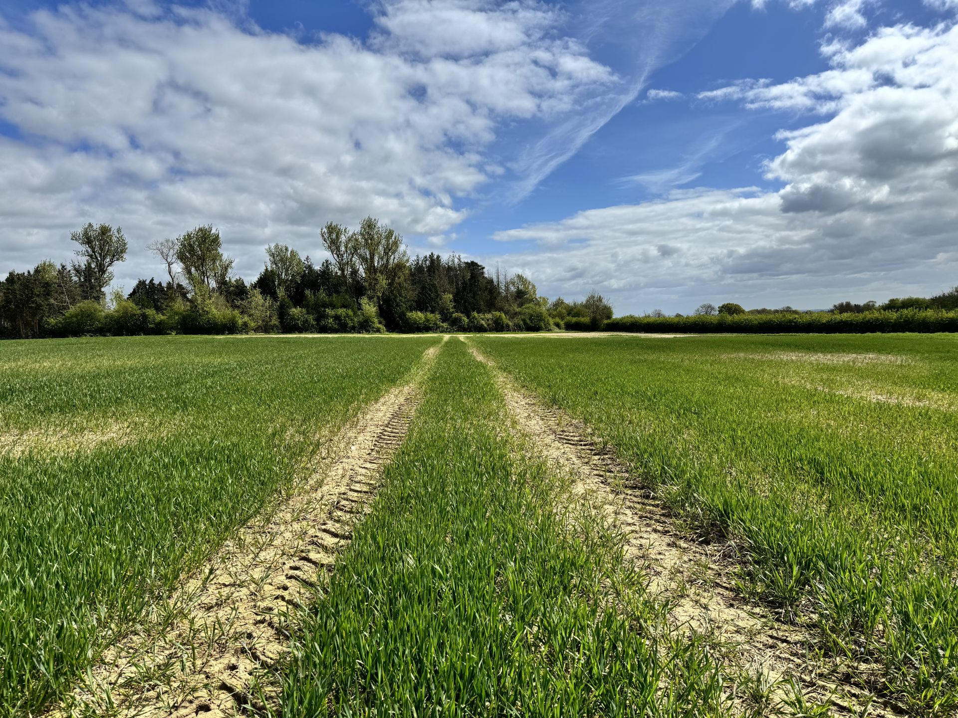 Field