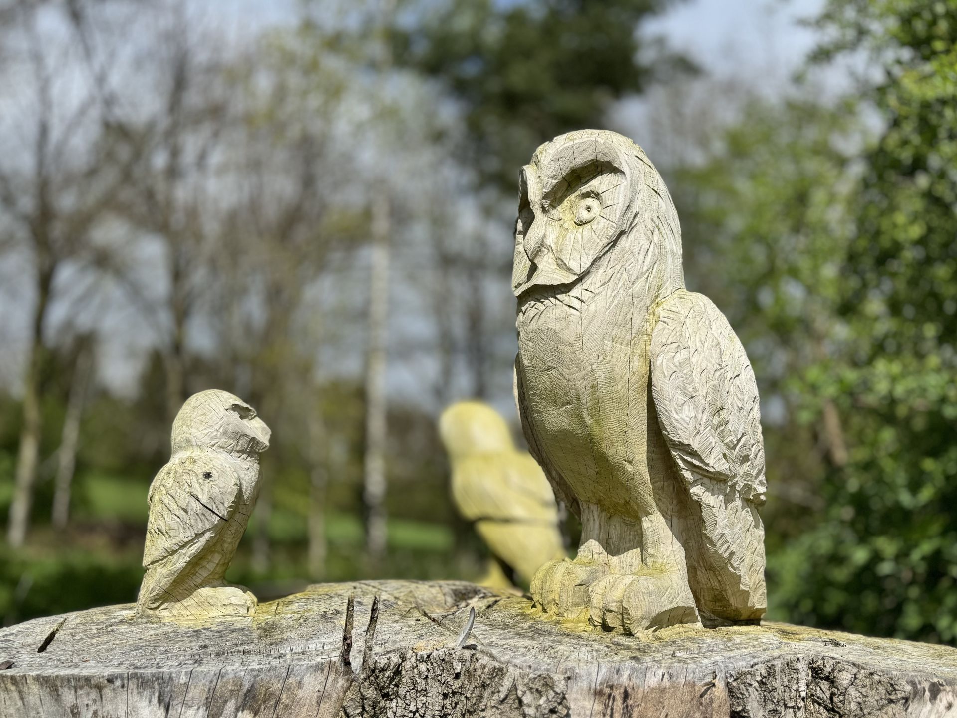 Owls