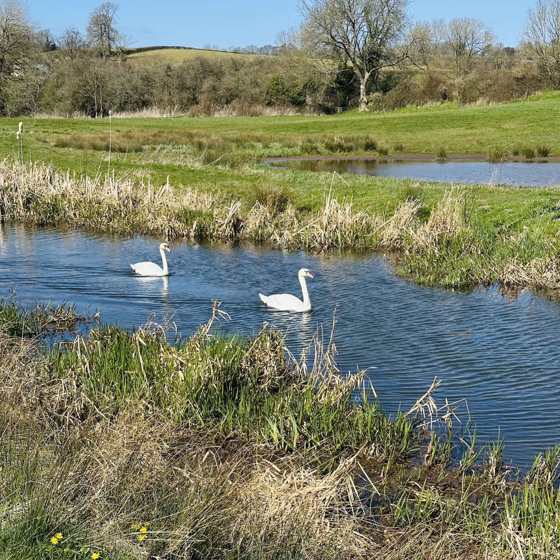 Swans on the old coal canal