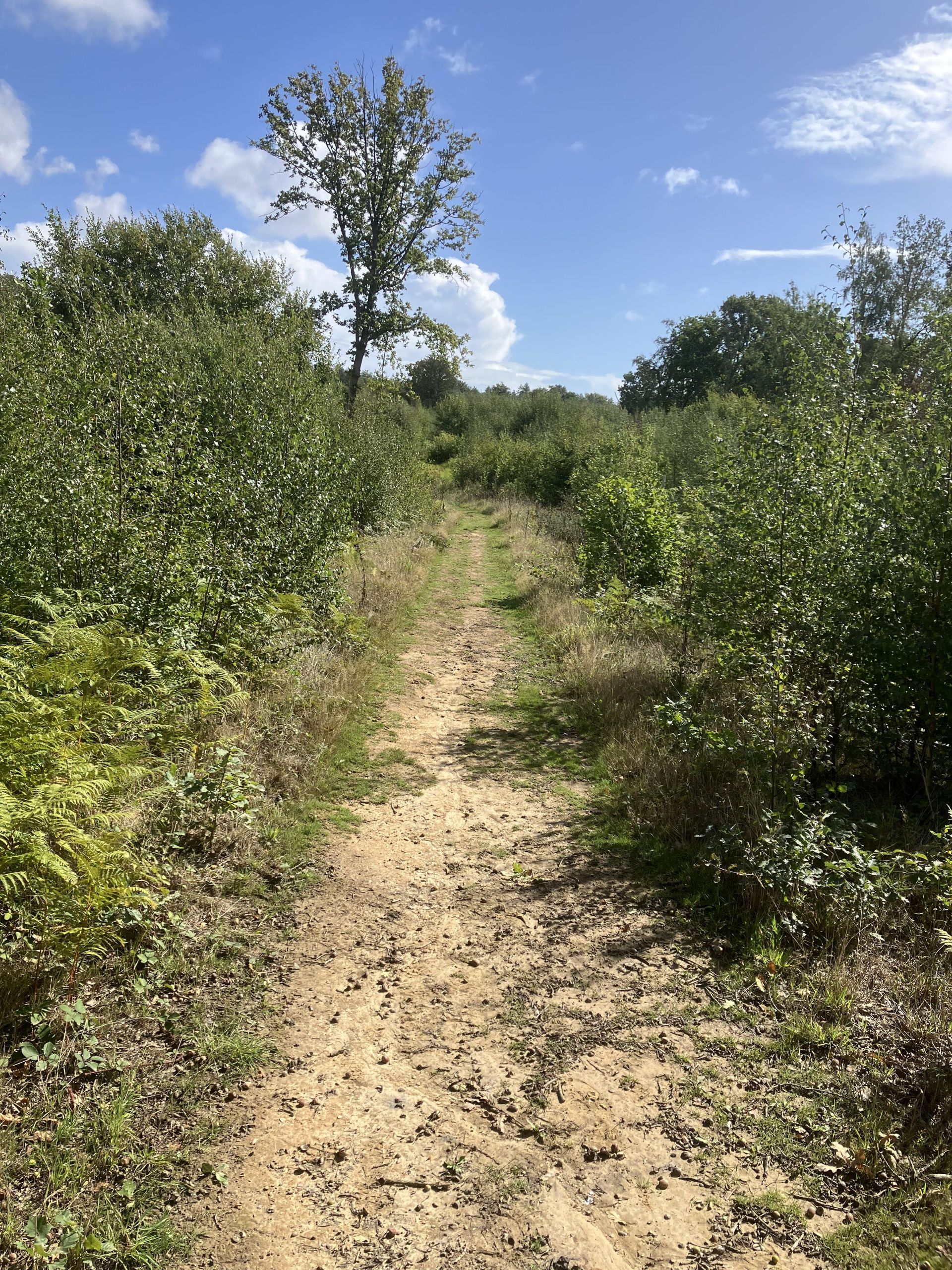 Path