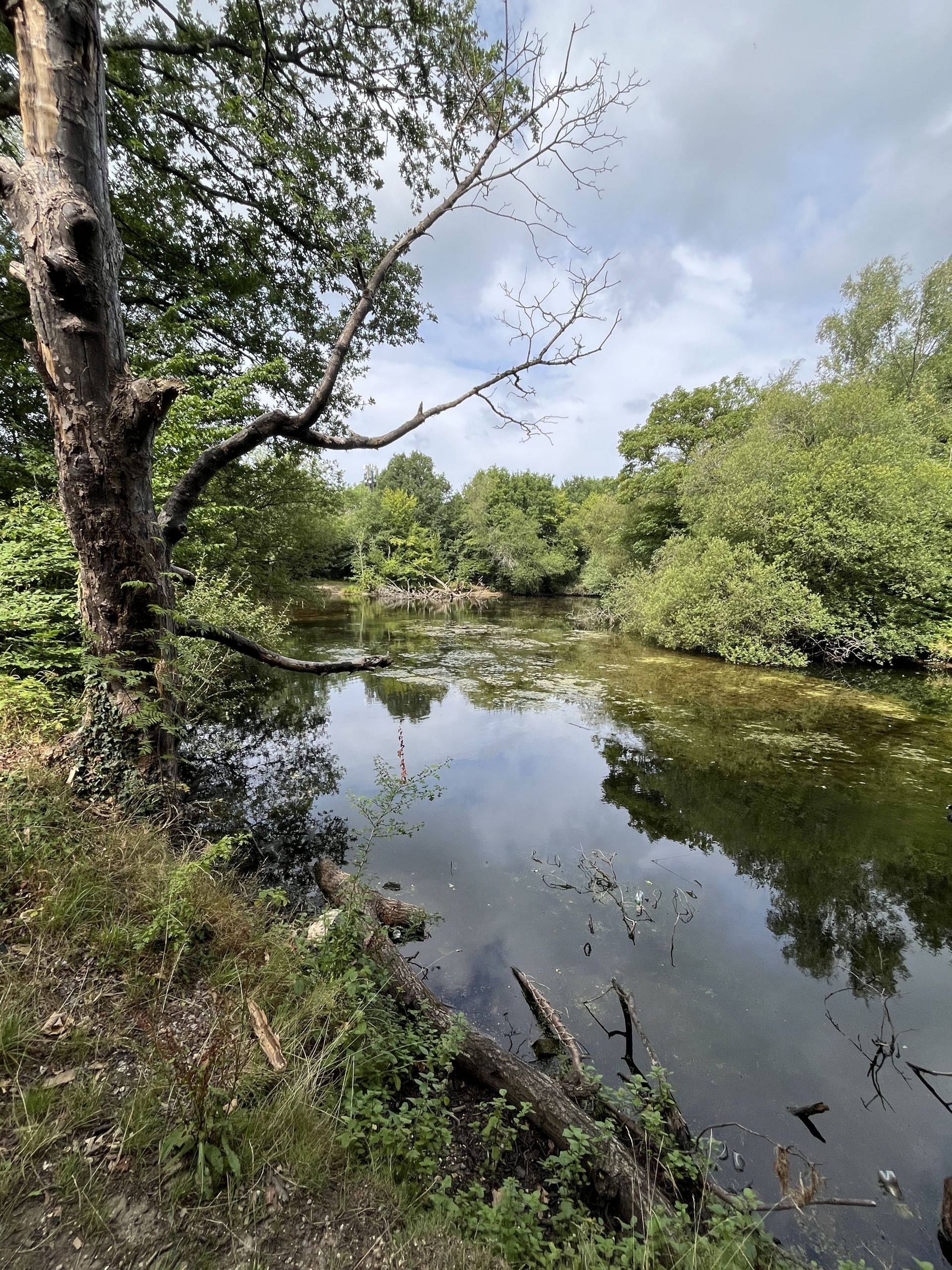 Lake in Bentley Priory Nature Reserve