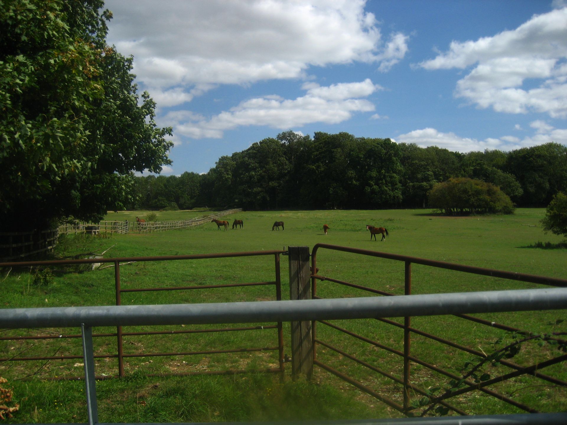 A paddock with horses