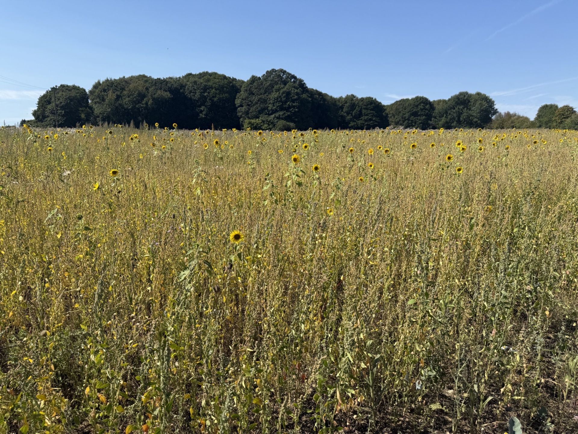 sunflowers