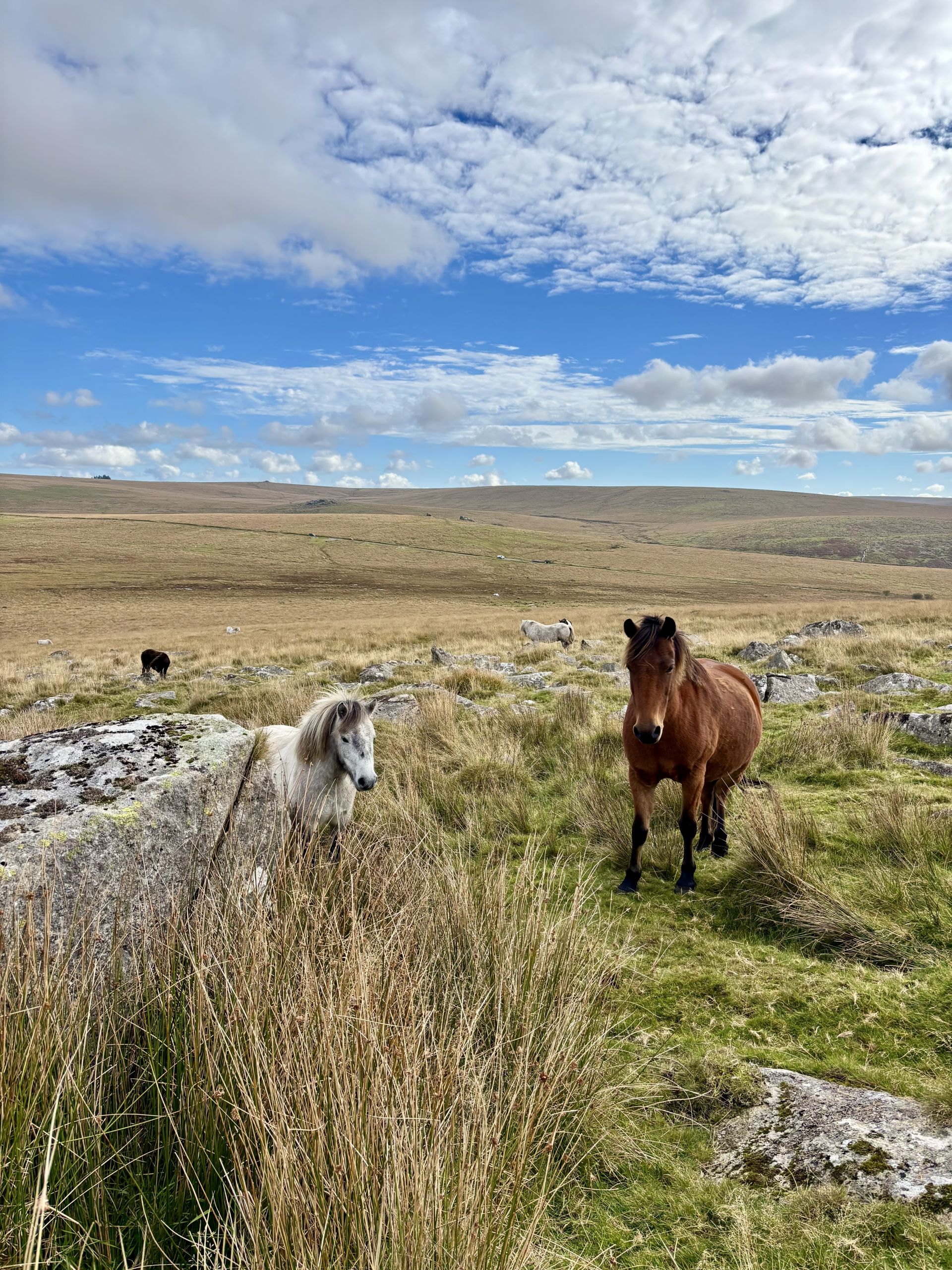 View of the moor from the top of Leeden Tor