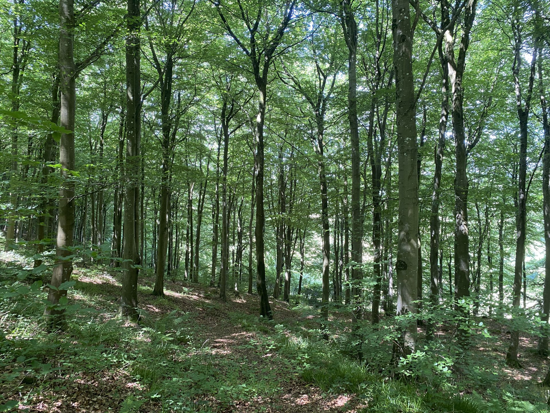 Trees