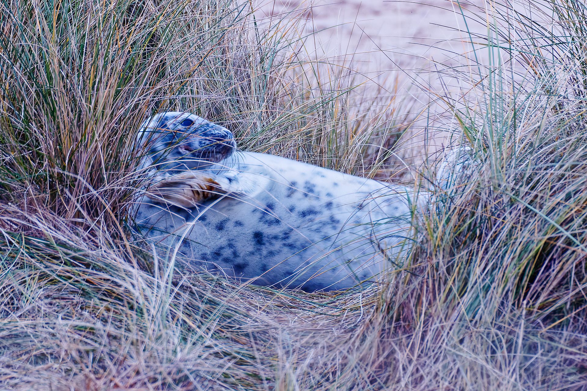 seal pup in the sand dunes
