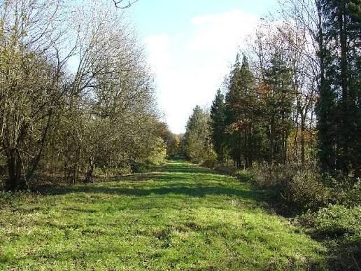 Path through trees