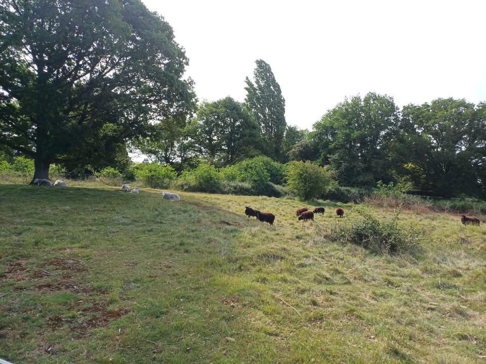 Sheep on Patmore Heath