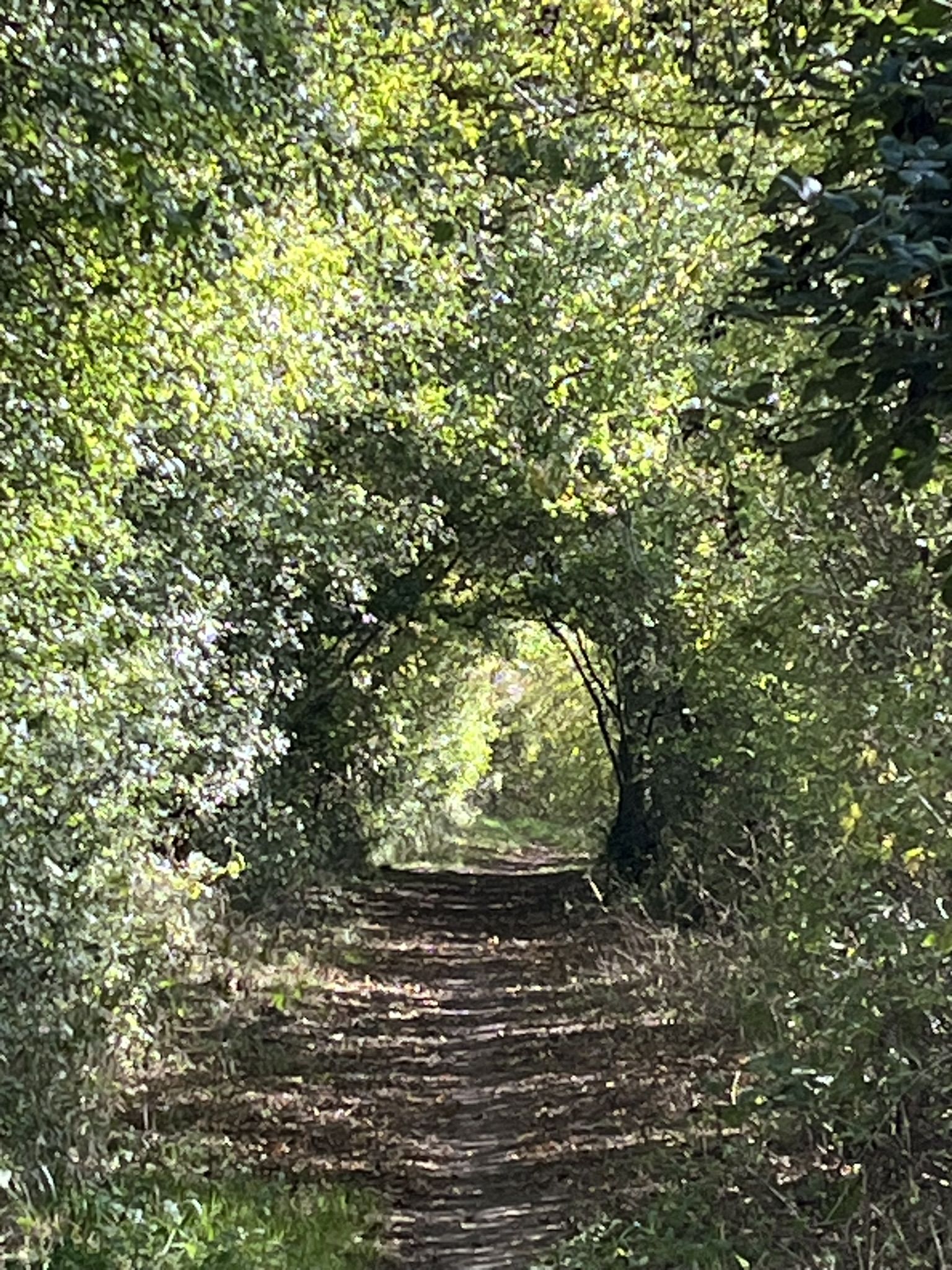 Roman road