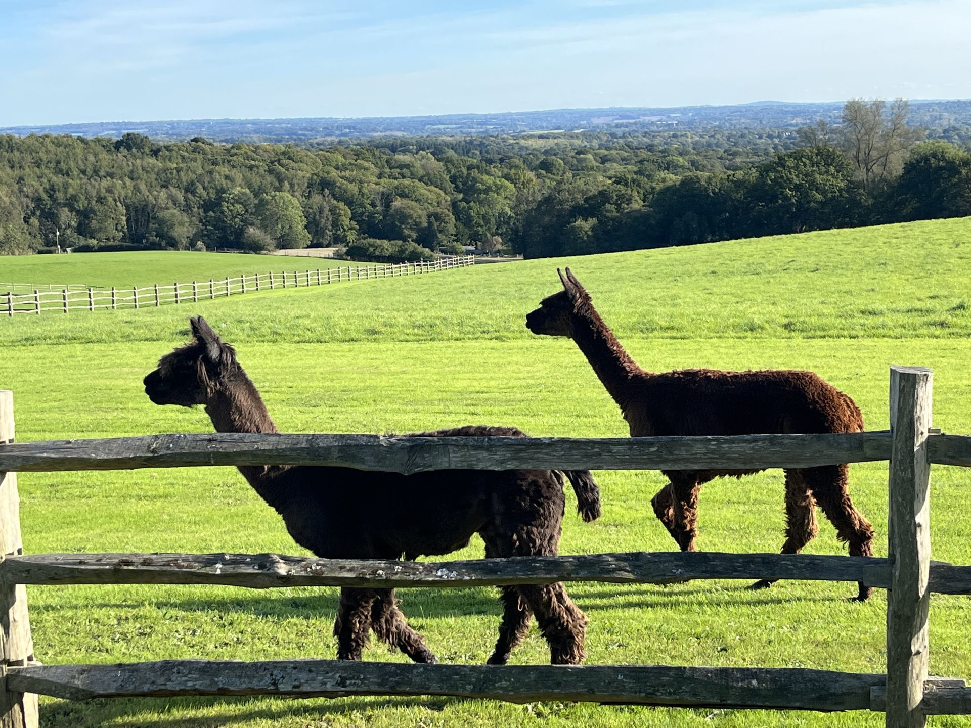 Alpaca at Mariners and view