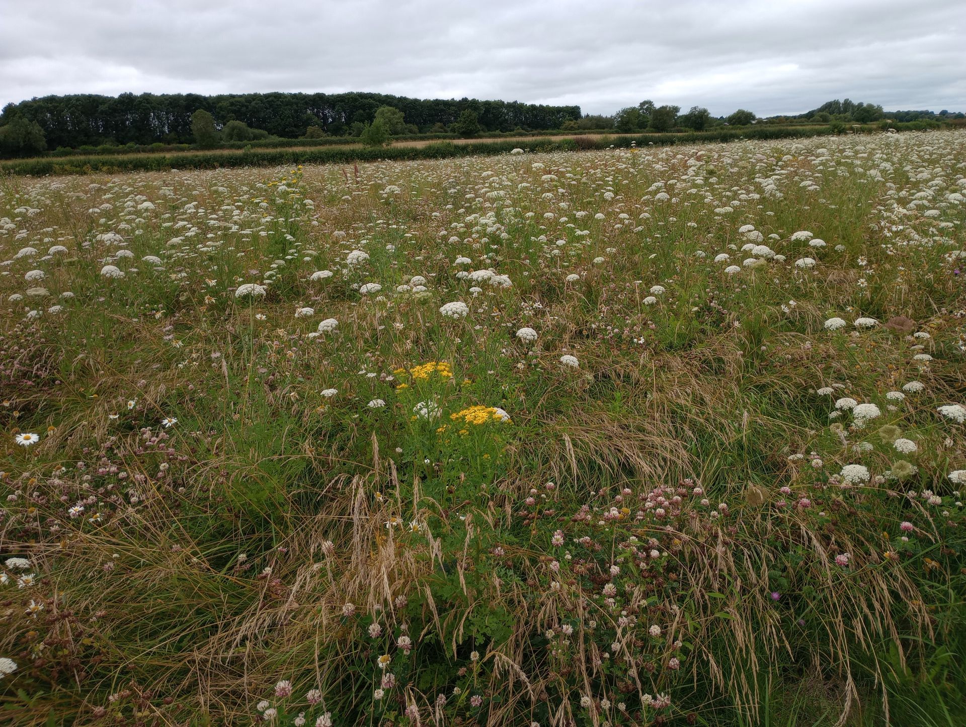 Meadow