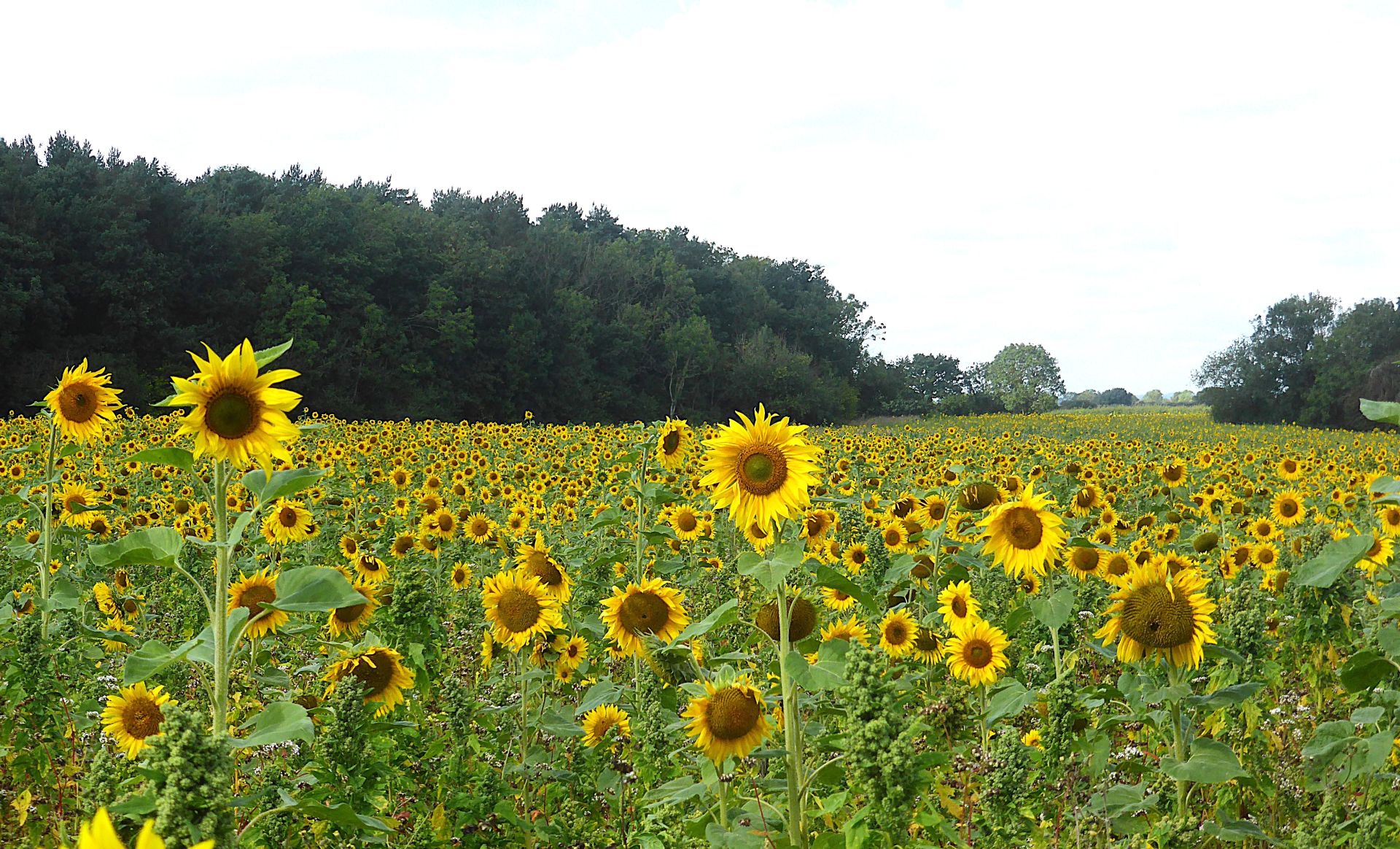 Field of sunflowers