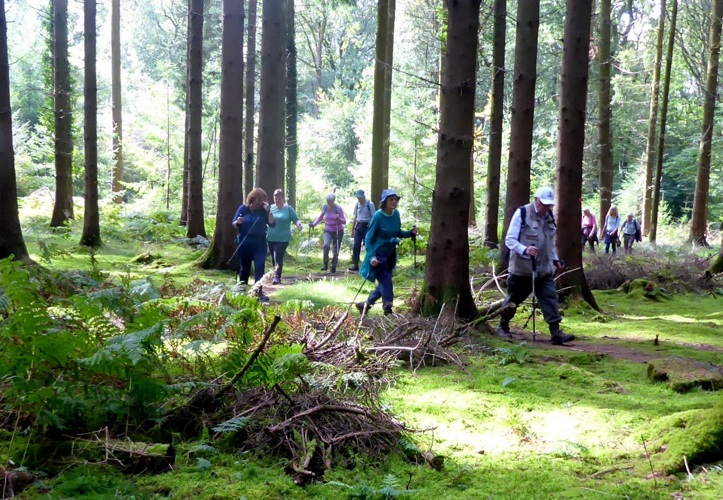 walkers in the woods