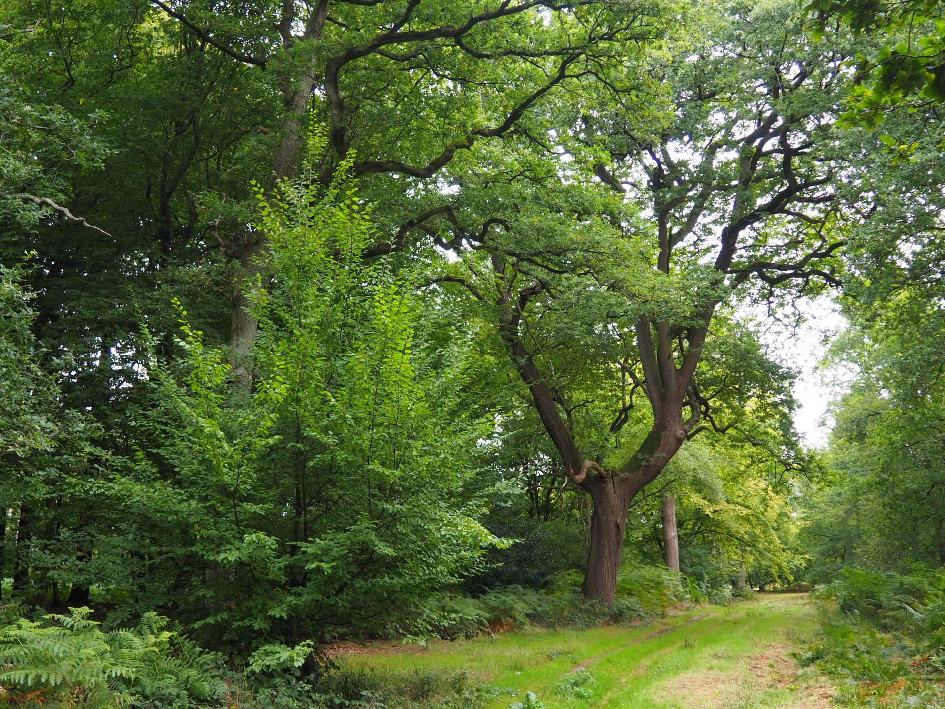 A path through woodland