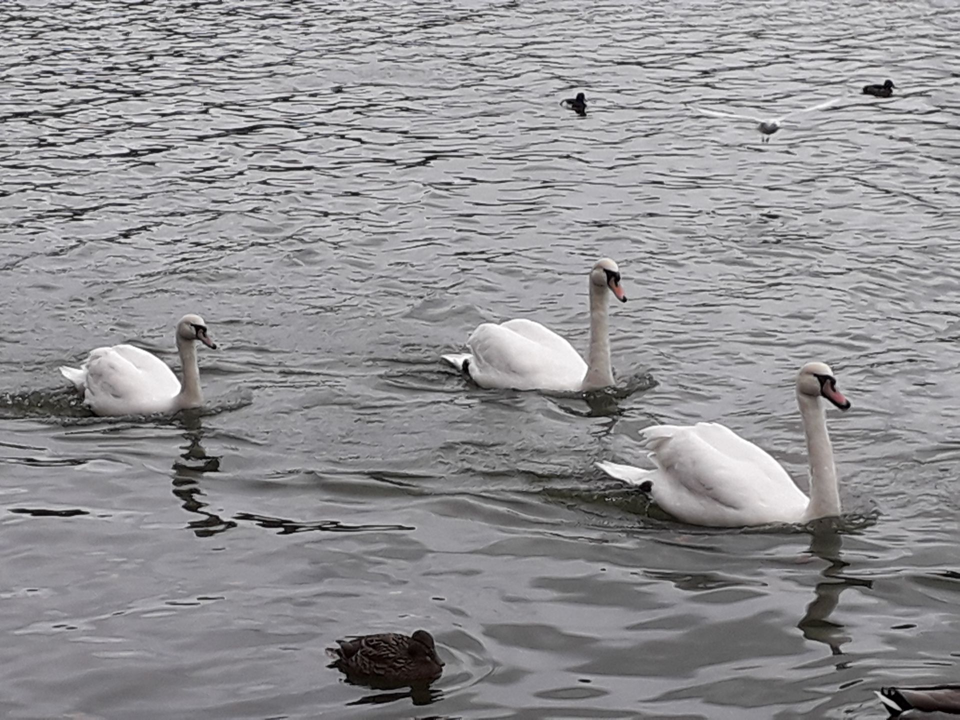 Swans
